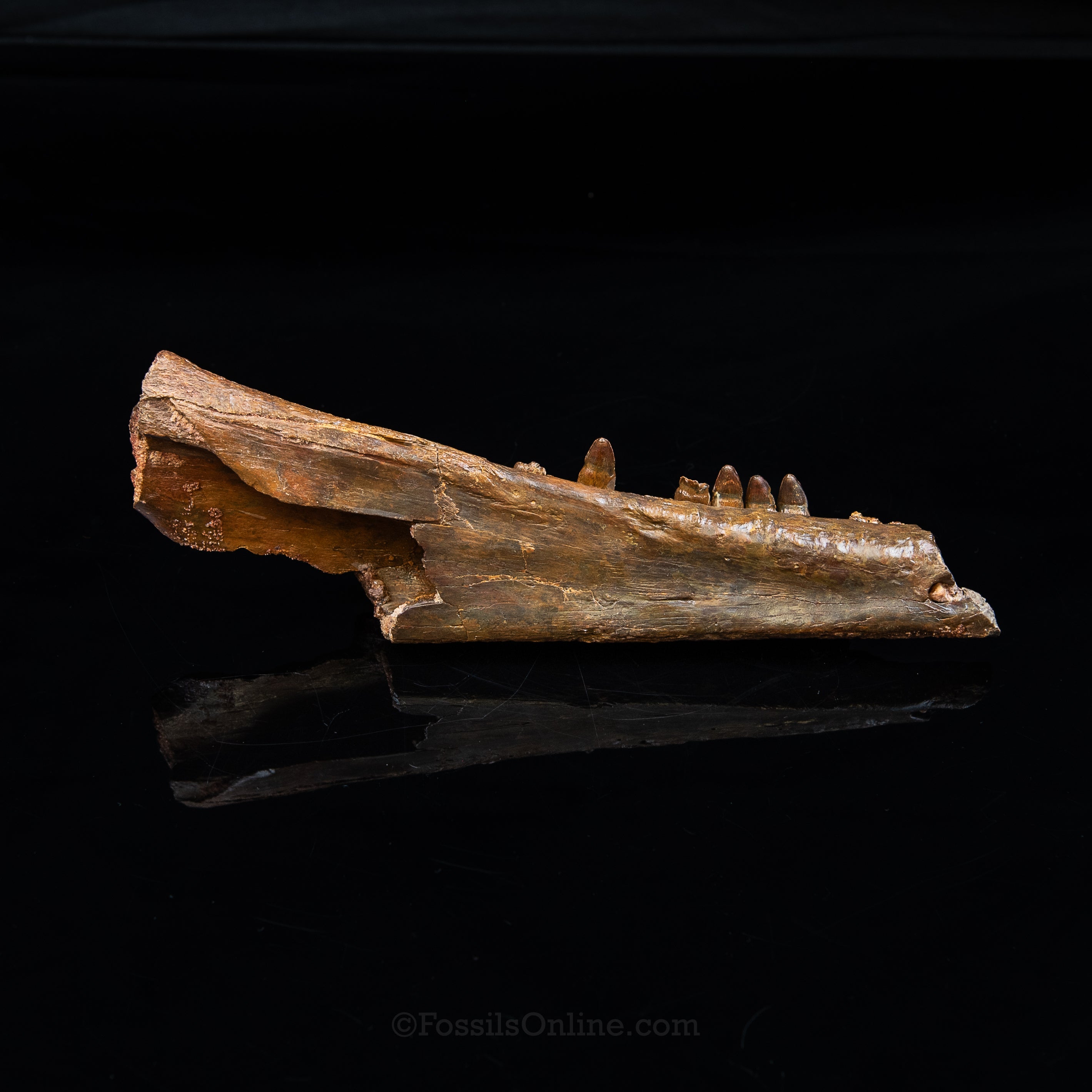 Crocodile jaw Morocco
