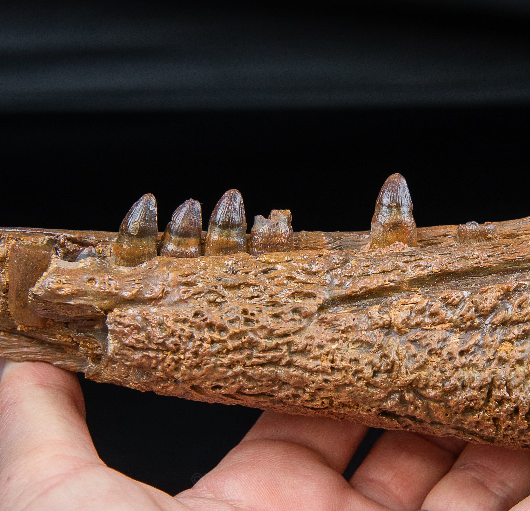 Crocodile jaw Morocco