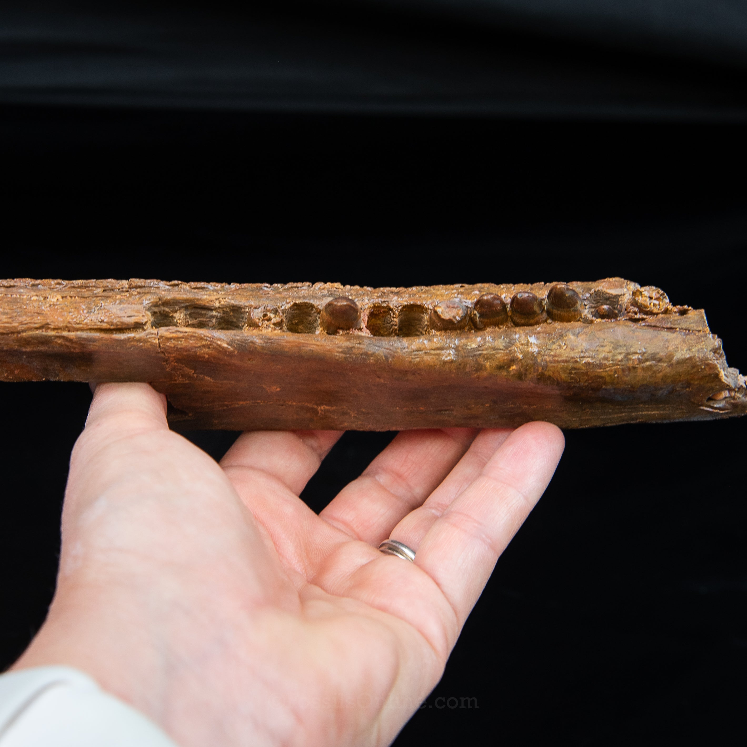 Crocodile jaw Morocco