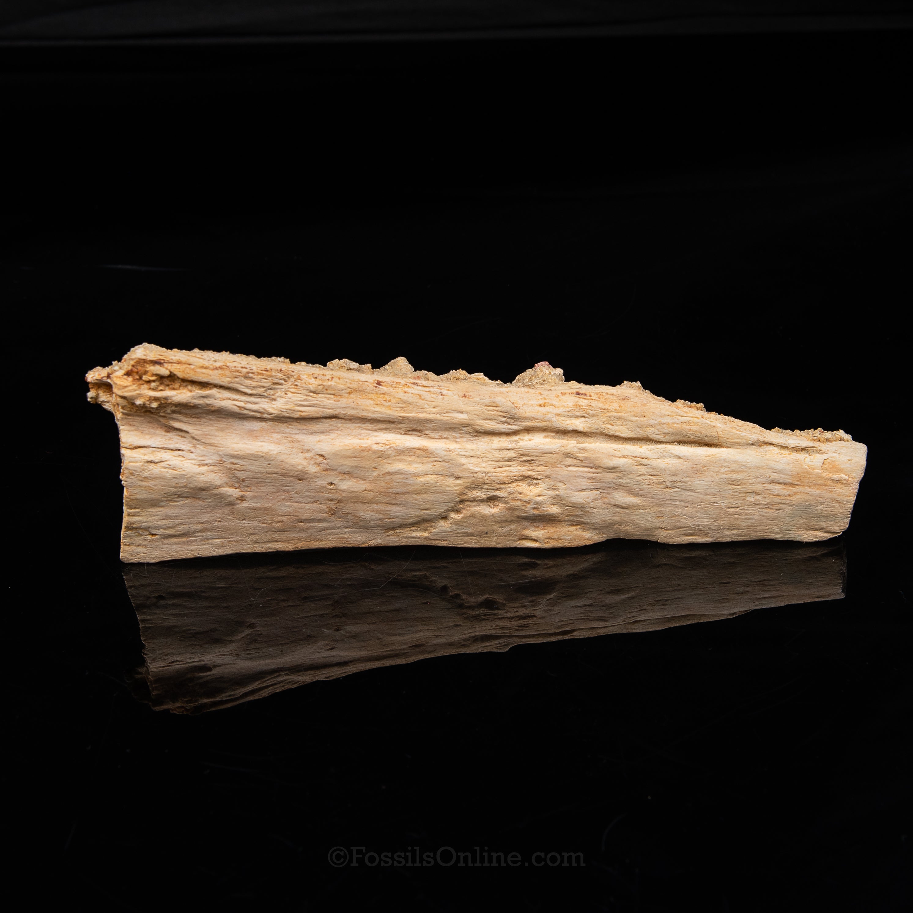 Partial Therapod jaw