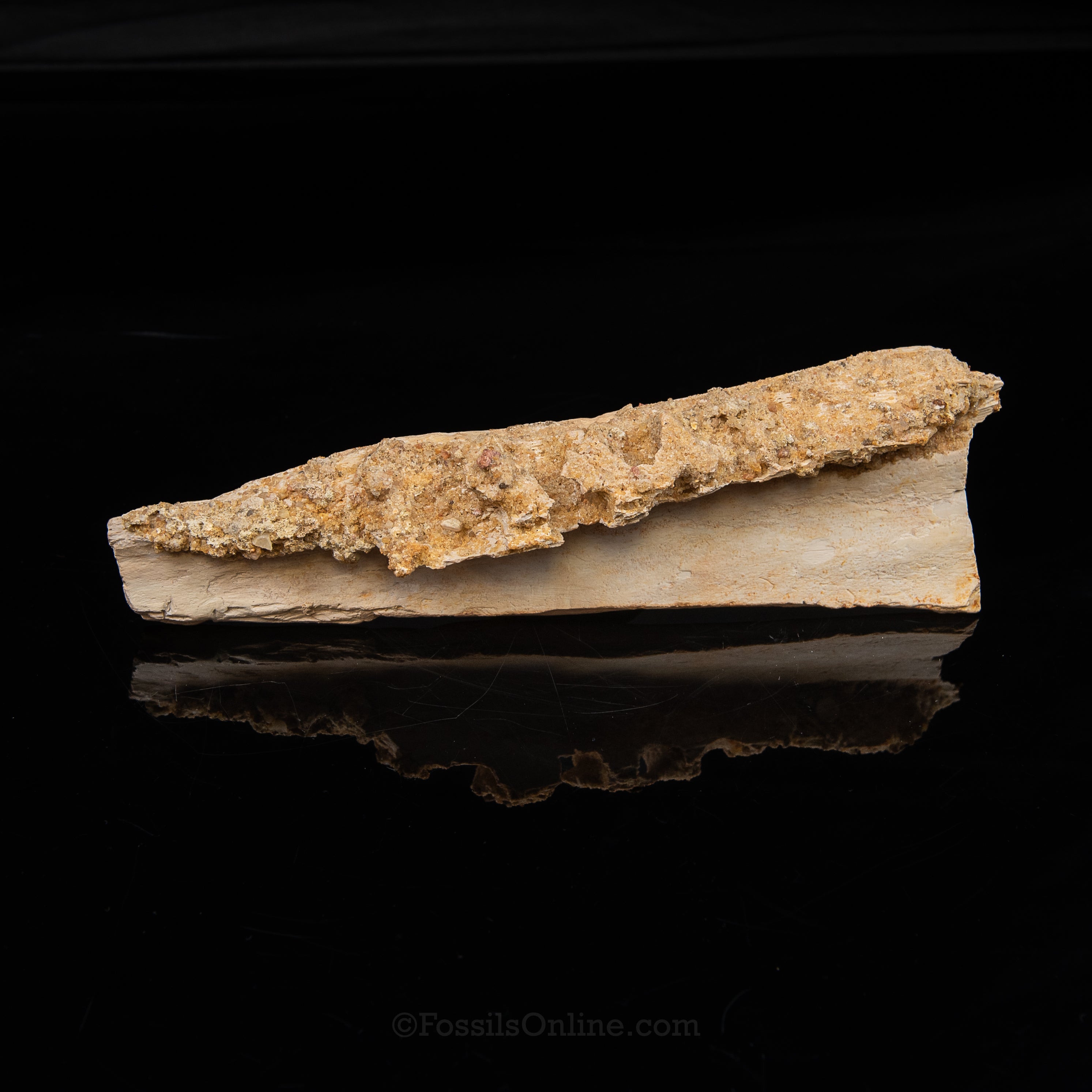 Partial Therapod jaw