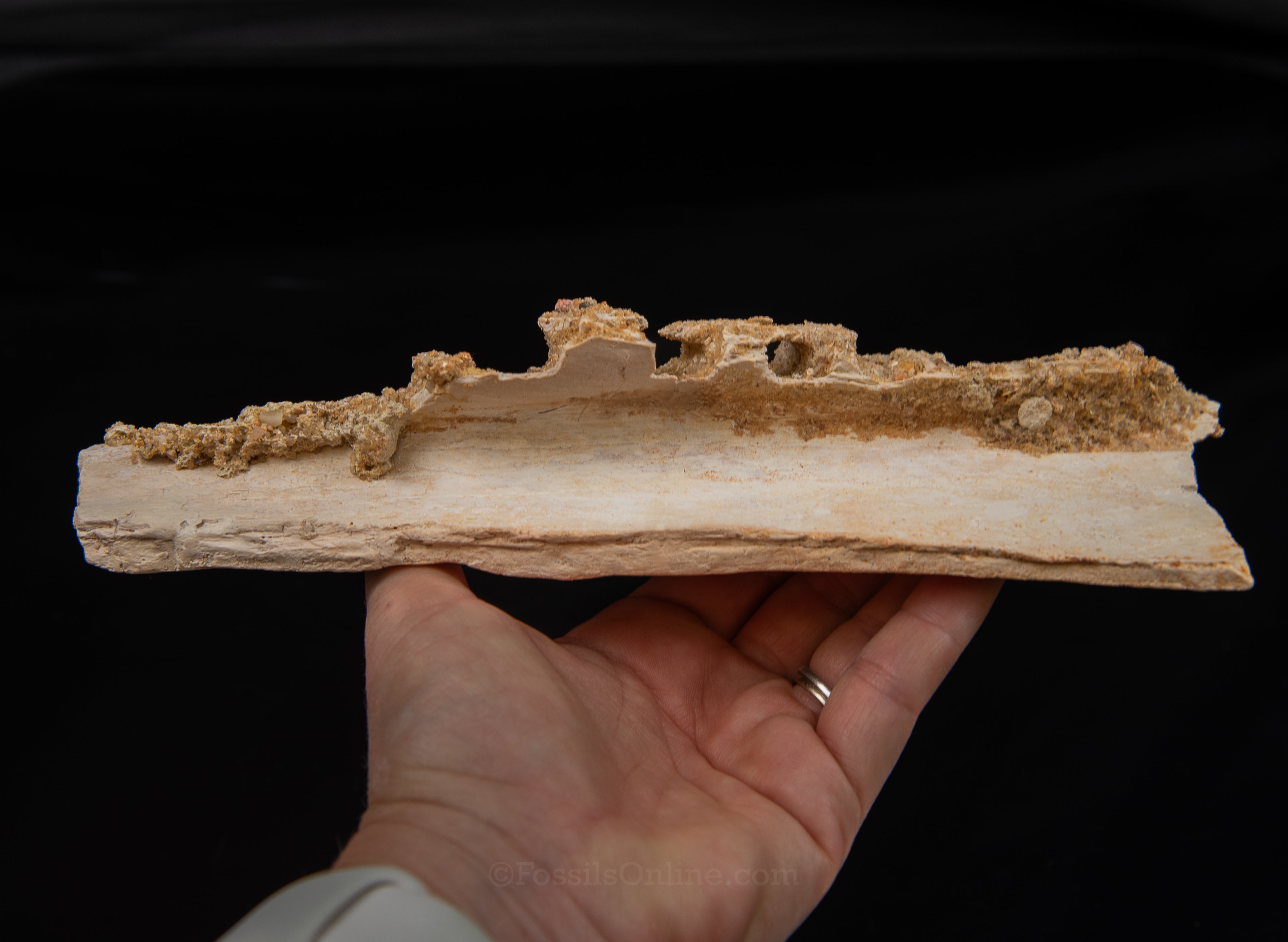 Partial Therapod jaw