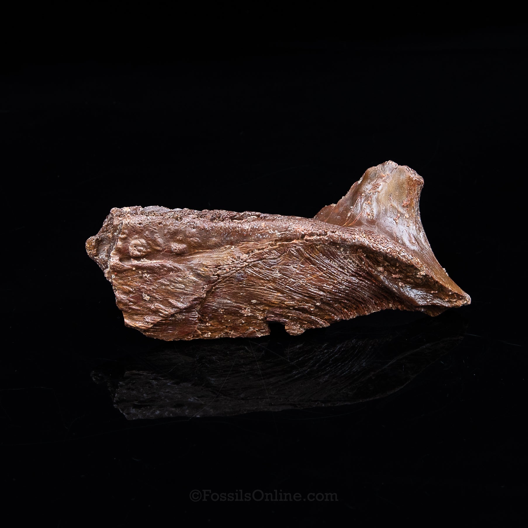 Crocodile jaw Morocco