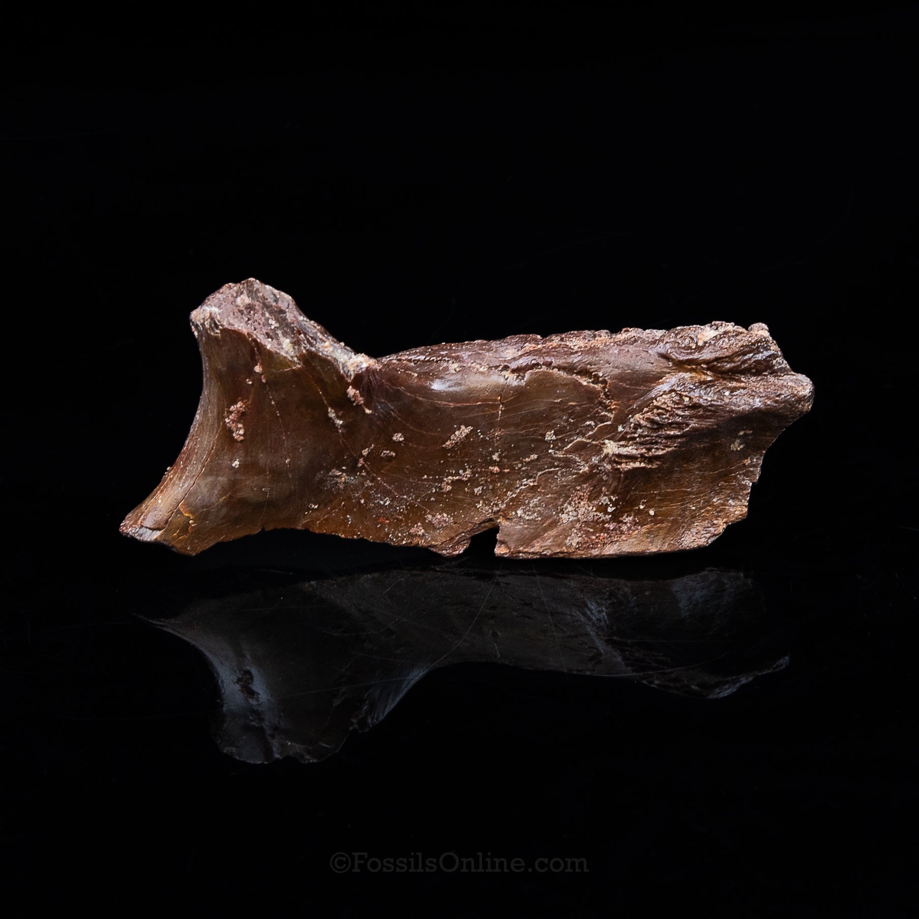 Crocodile jaw Morocco