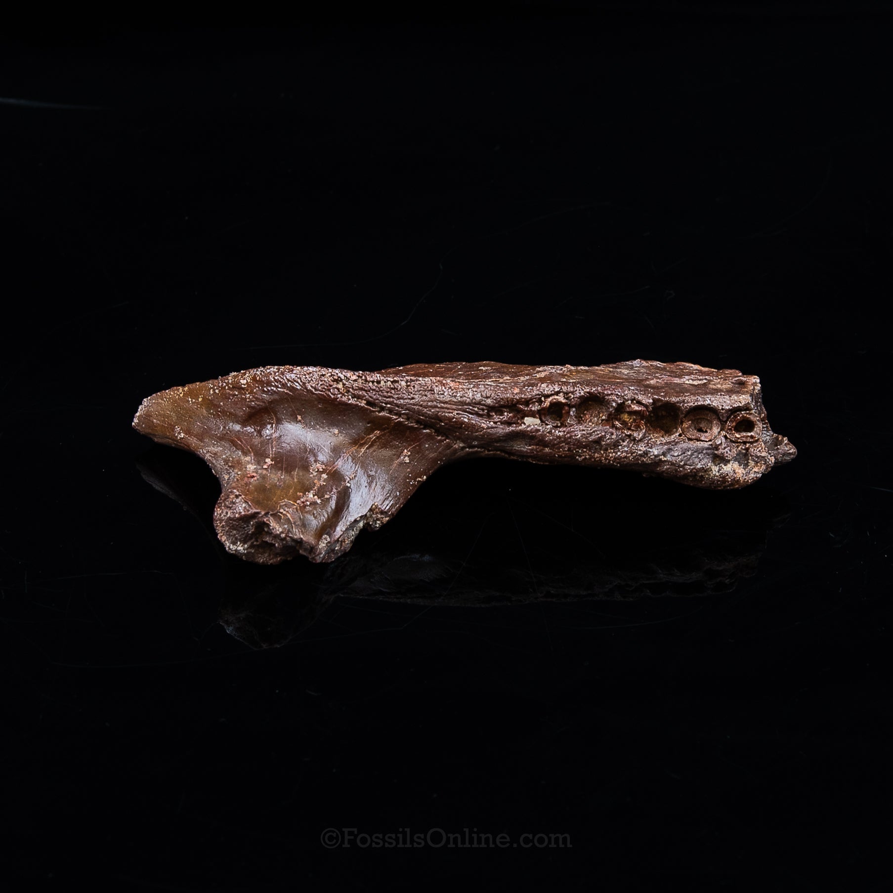 Crocodile jaw Morocco