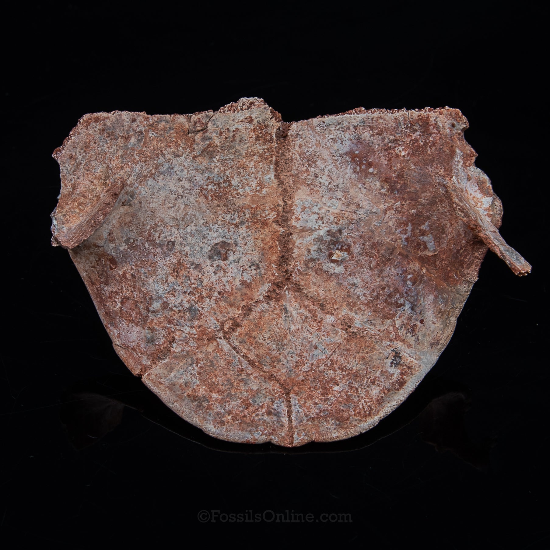 Turtle Plastron