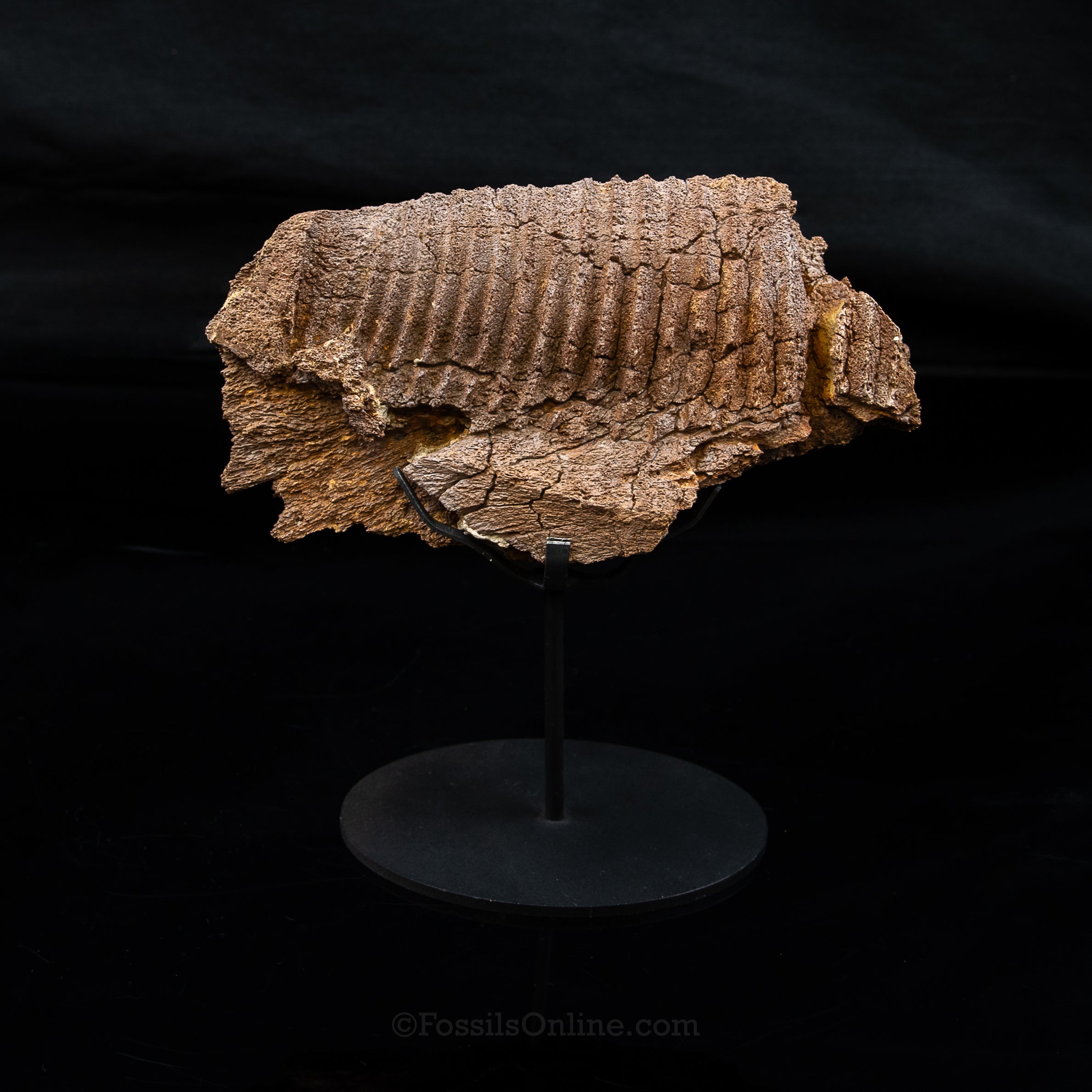 Edmontosaurus Jaw Wyoming