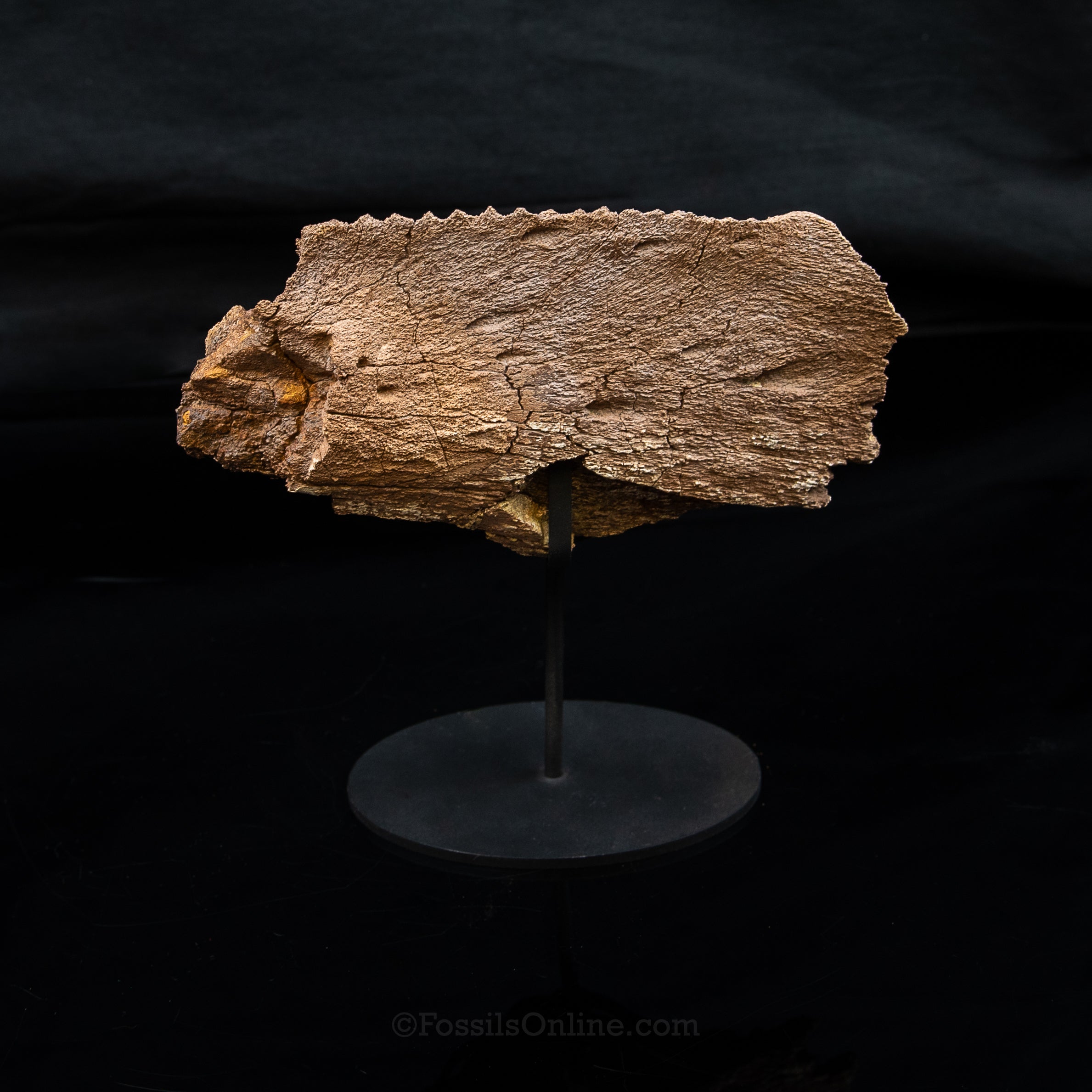 Edmontosaurus Jaw Wyoming