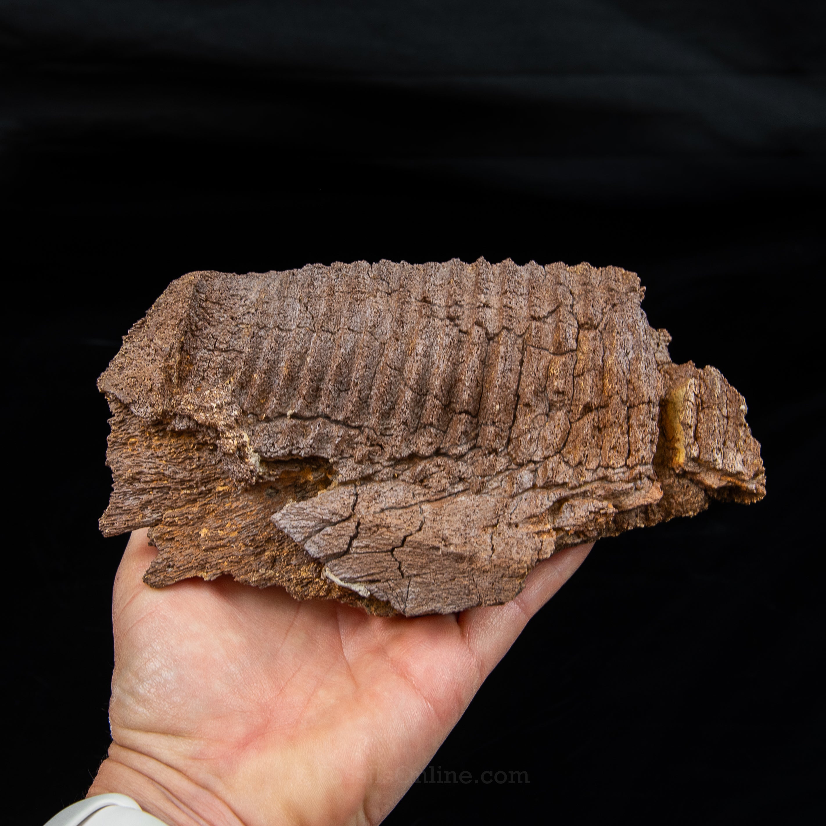 Edmontosaurus Jaw Wyoming