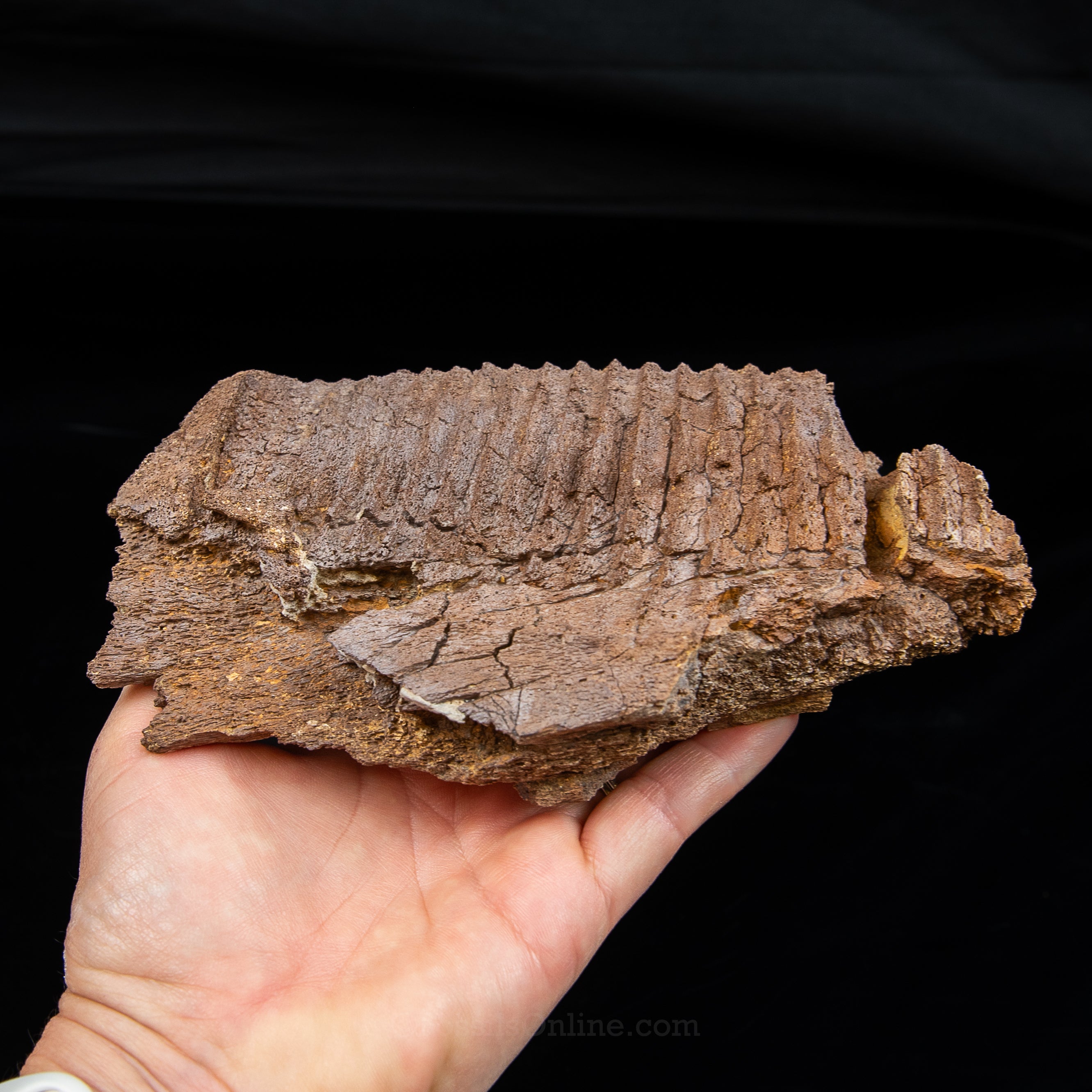 Edmontosaurus Jaw Wyoming