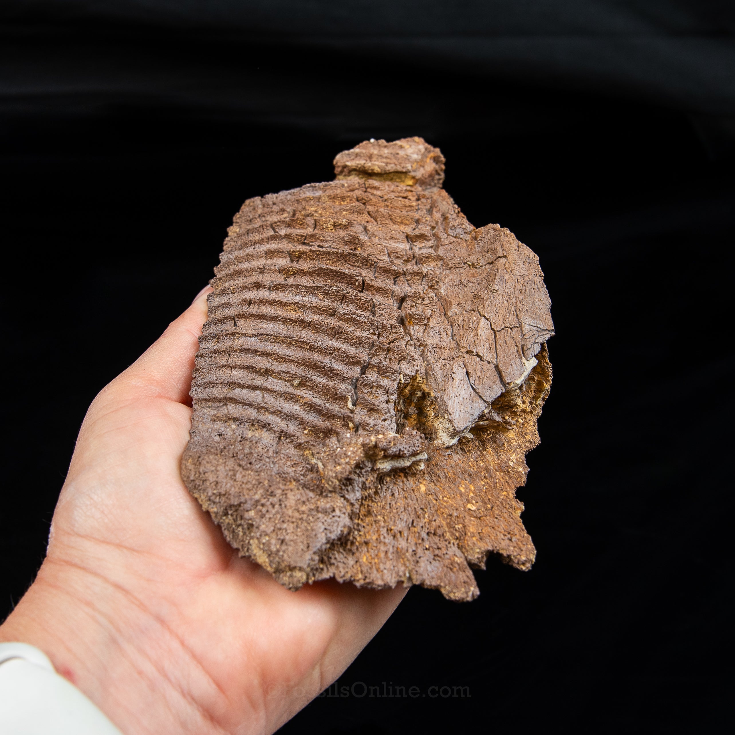 Edmontosaurus Jaw Wyoming