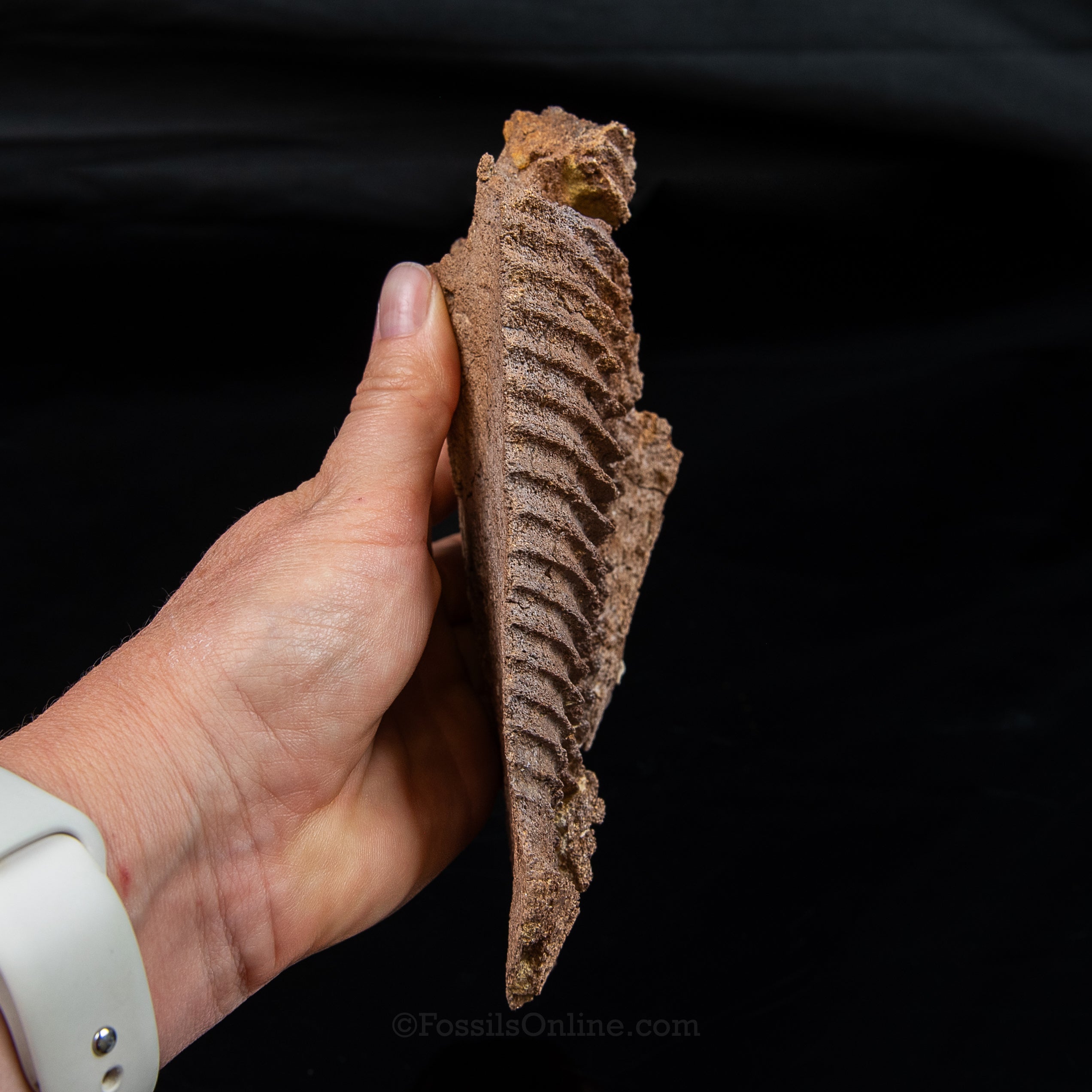 Edmontosaurus Jaw Wyoming