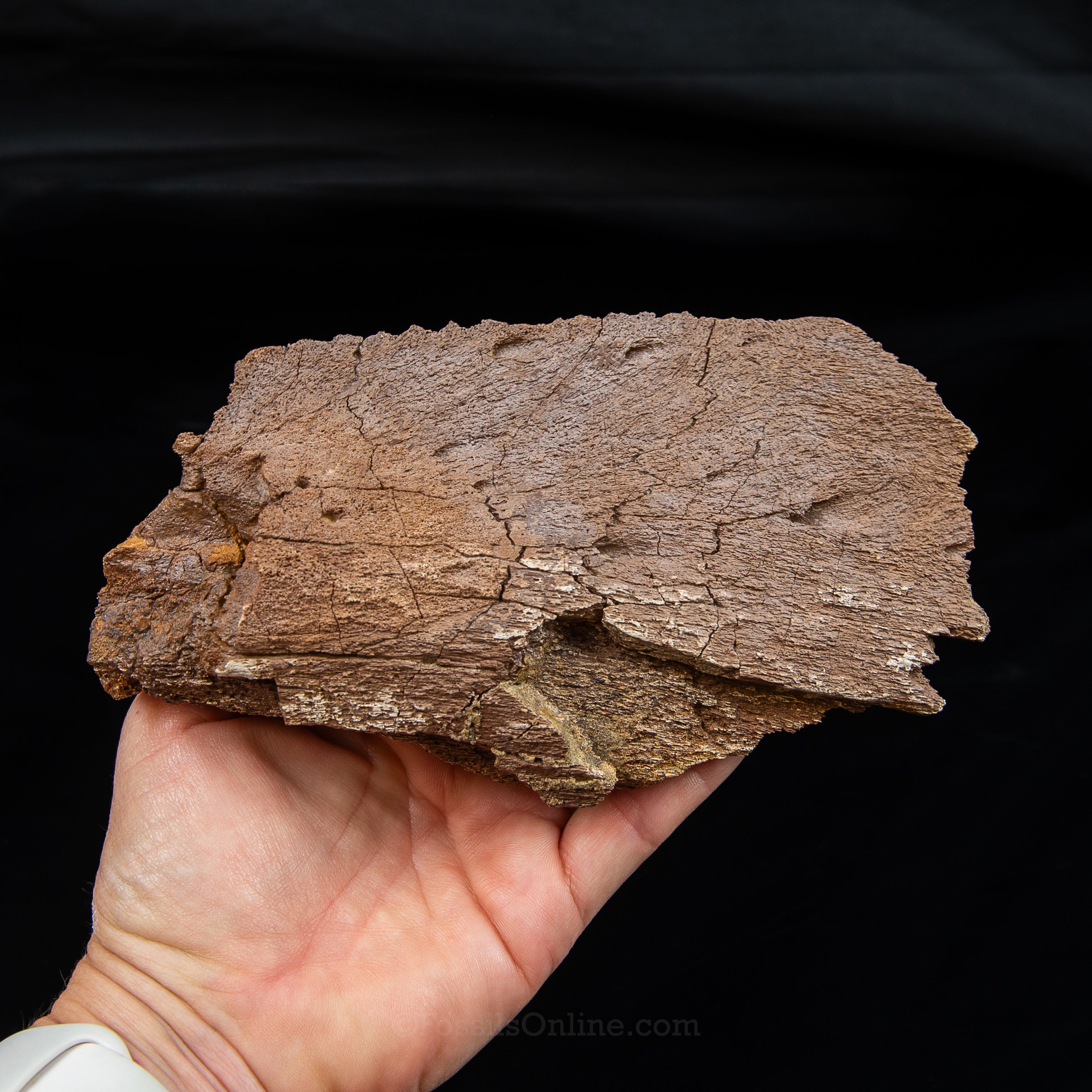 Edmontosaurus Jaw Wyoming