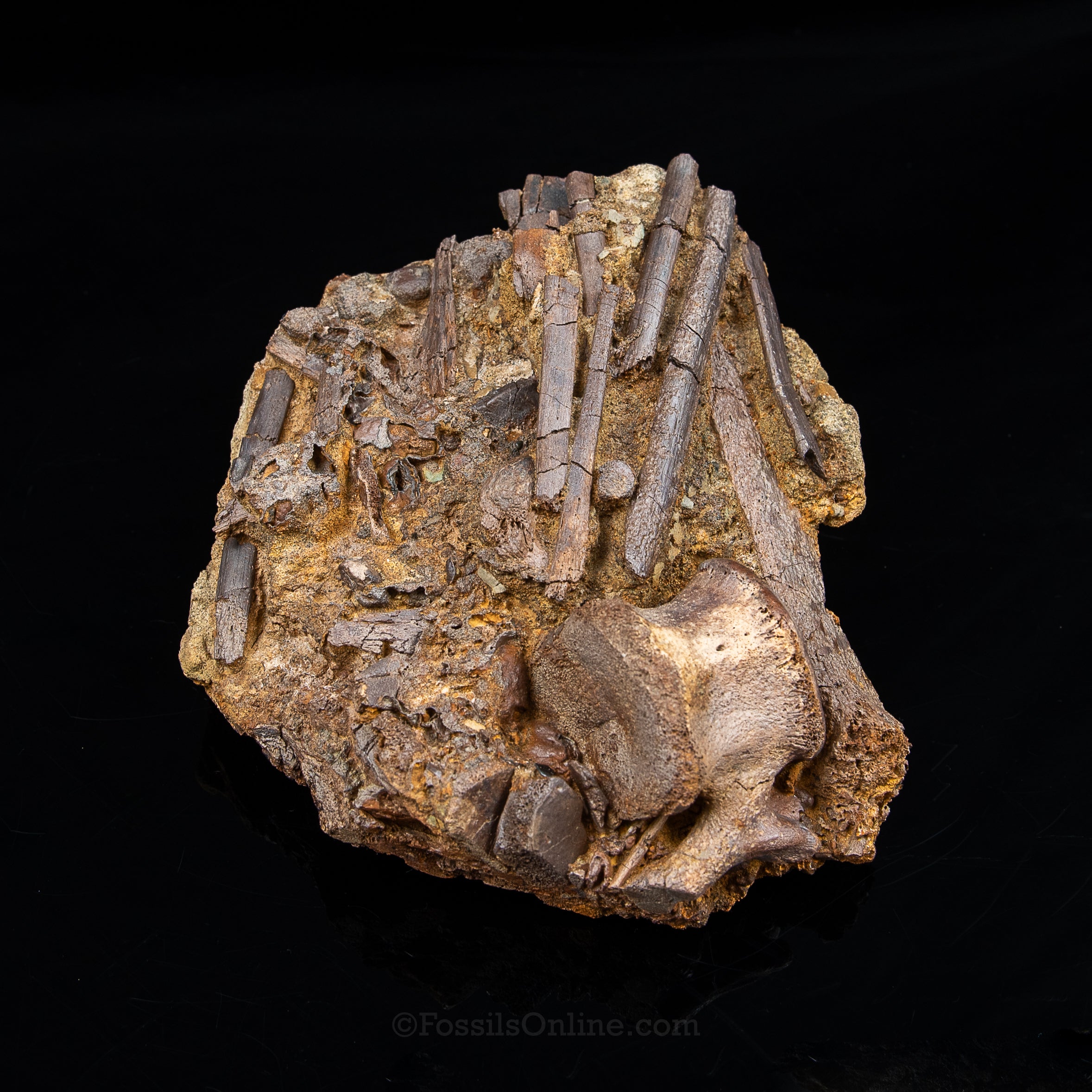 Tendons and Bones in Original Sandstone Matrix- Wyoming