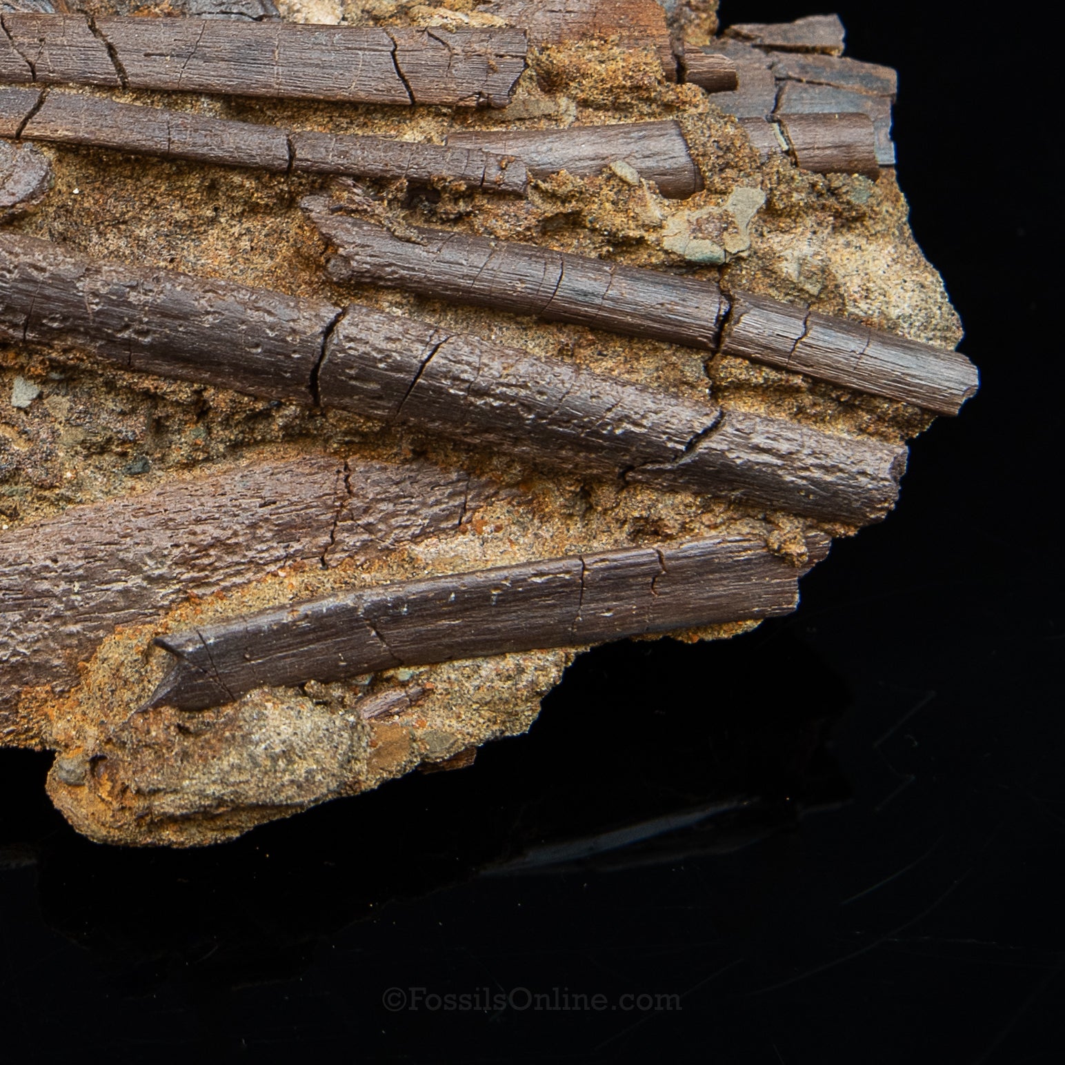 Tendons and Bones in Original Sandstone Matrix- Wyoming