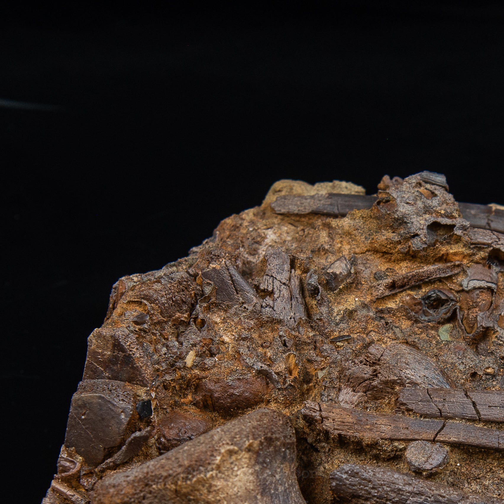Tendons and Bones in Original Sandstone Matrix- Wyoming