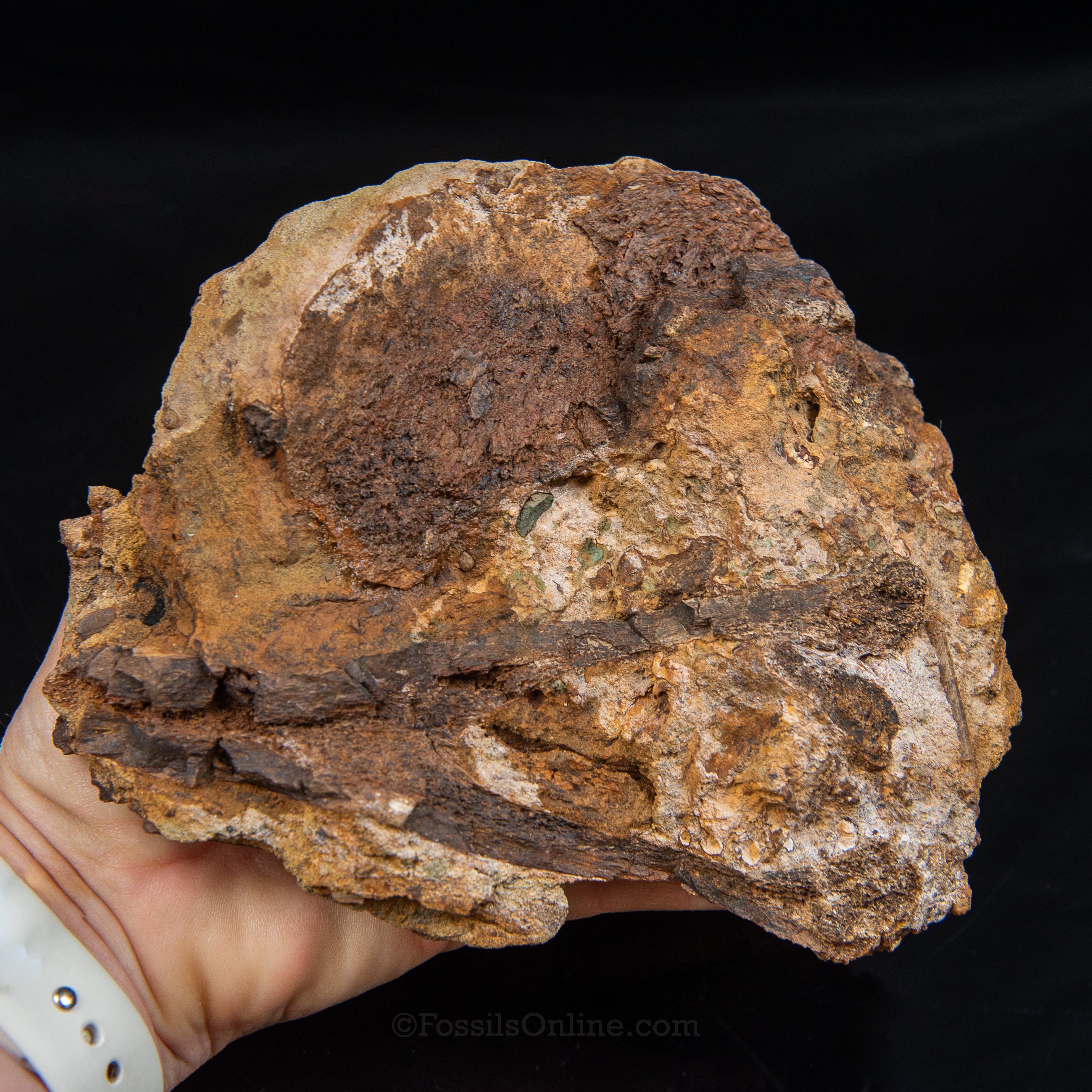 Tendons and Bones in Original Sandstone Matrix- Wyoming