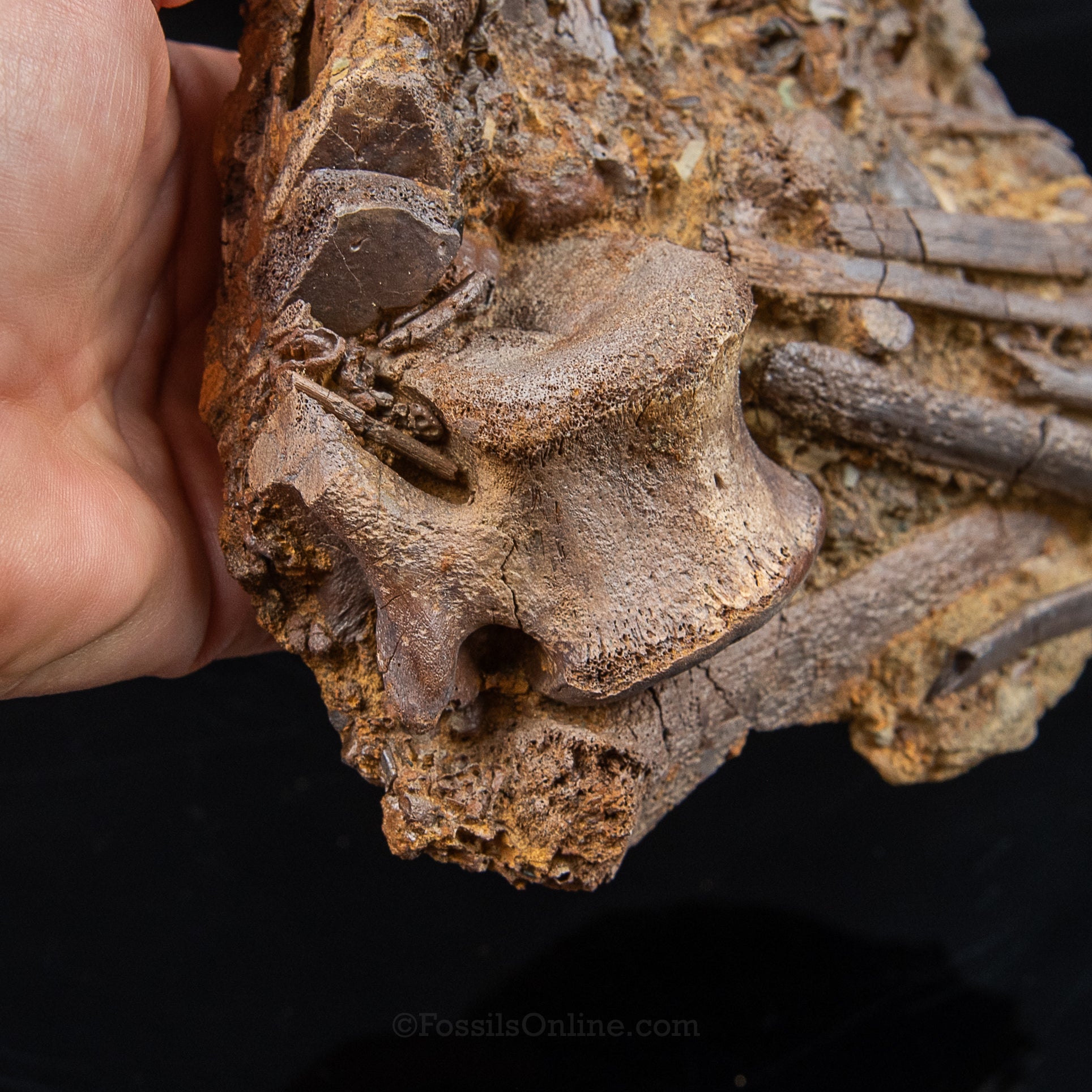 Tendons and Bones in Original Sandstone Matrix- Wyoming