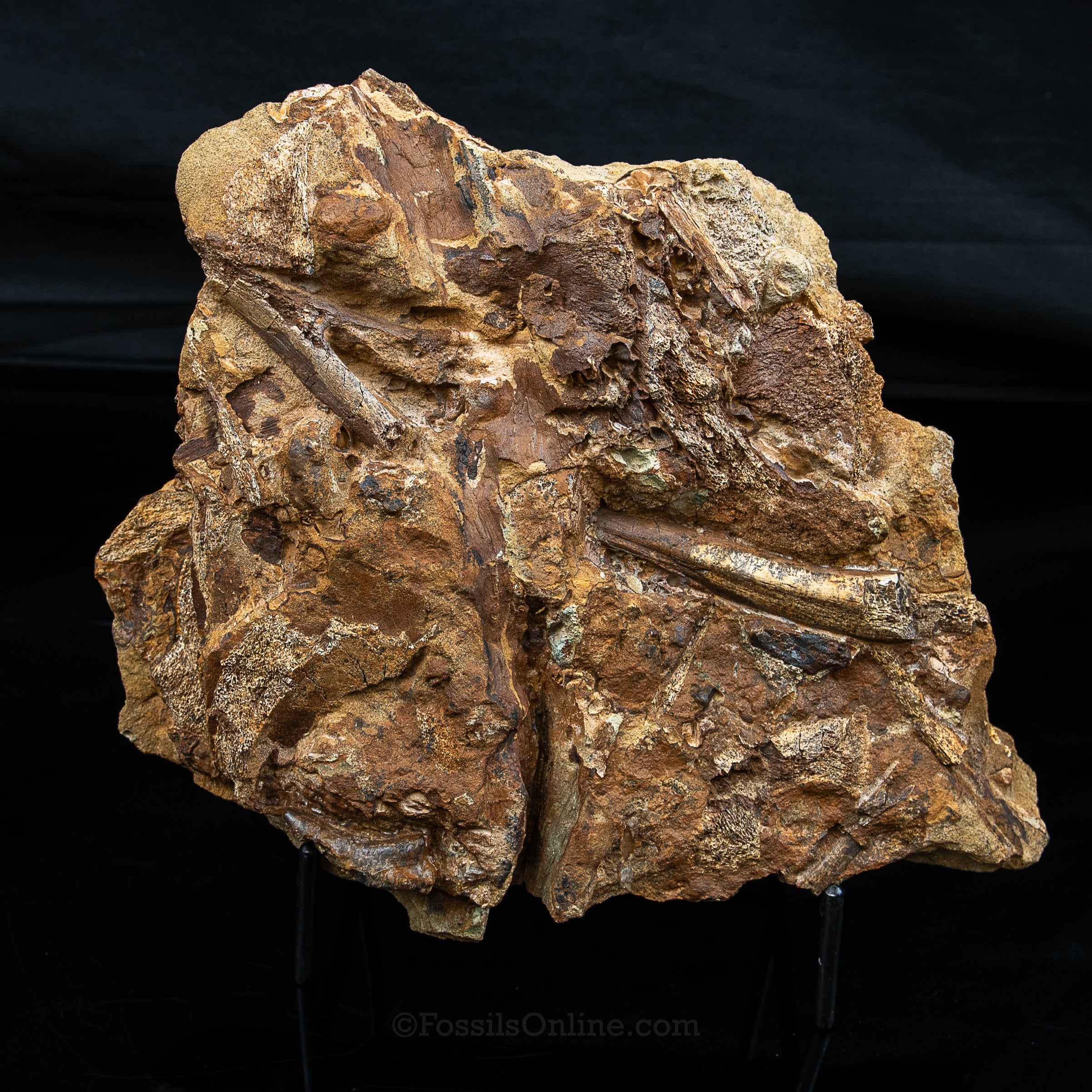 Nanotyrannus tooth, Edmontosaurus Teeth, Tendons and Bones  in Sandstone Matrix- Wyoming