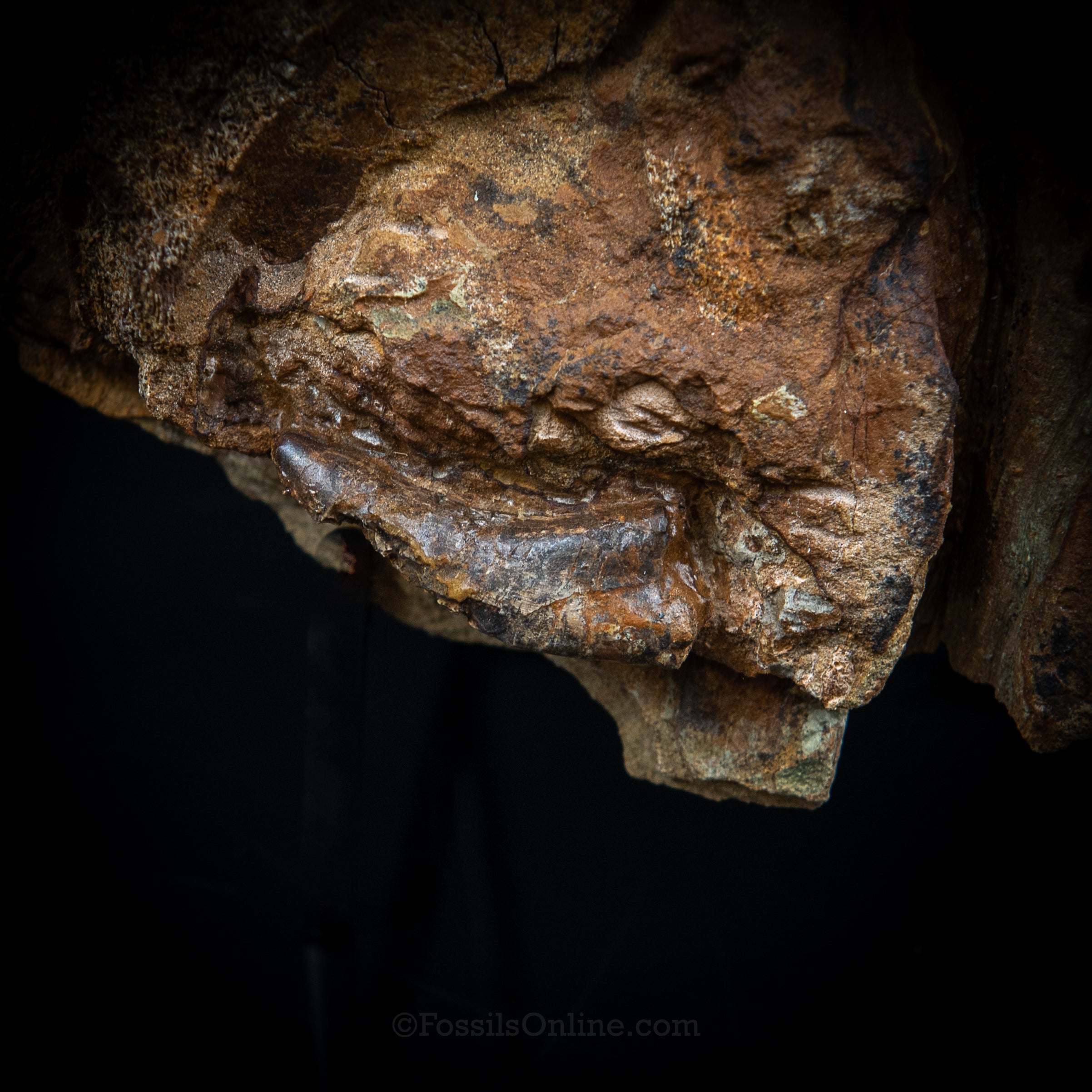 Nanotyrannus tooth, Edmontosaurus Teeth, Tendons and Bones  in Sandstone Matrix- Wyoming