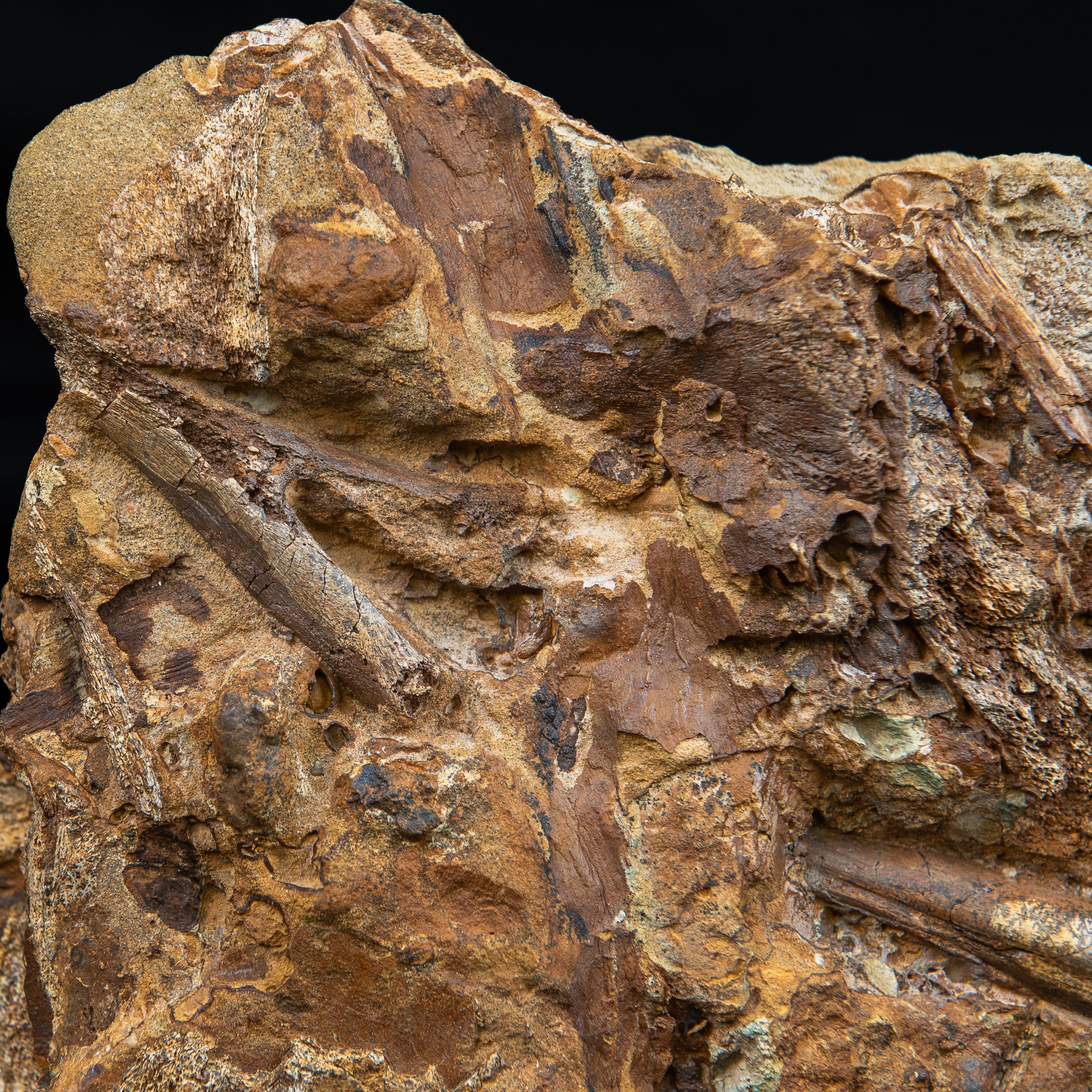 Nanotyrannus tooth, Edmontosaurus Teeth, Tendons and Bones  in Sandstone Matrix- Wyoming