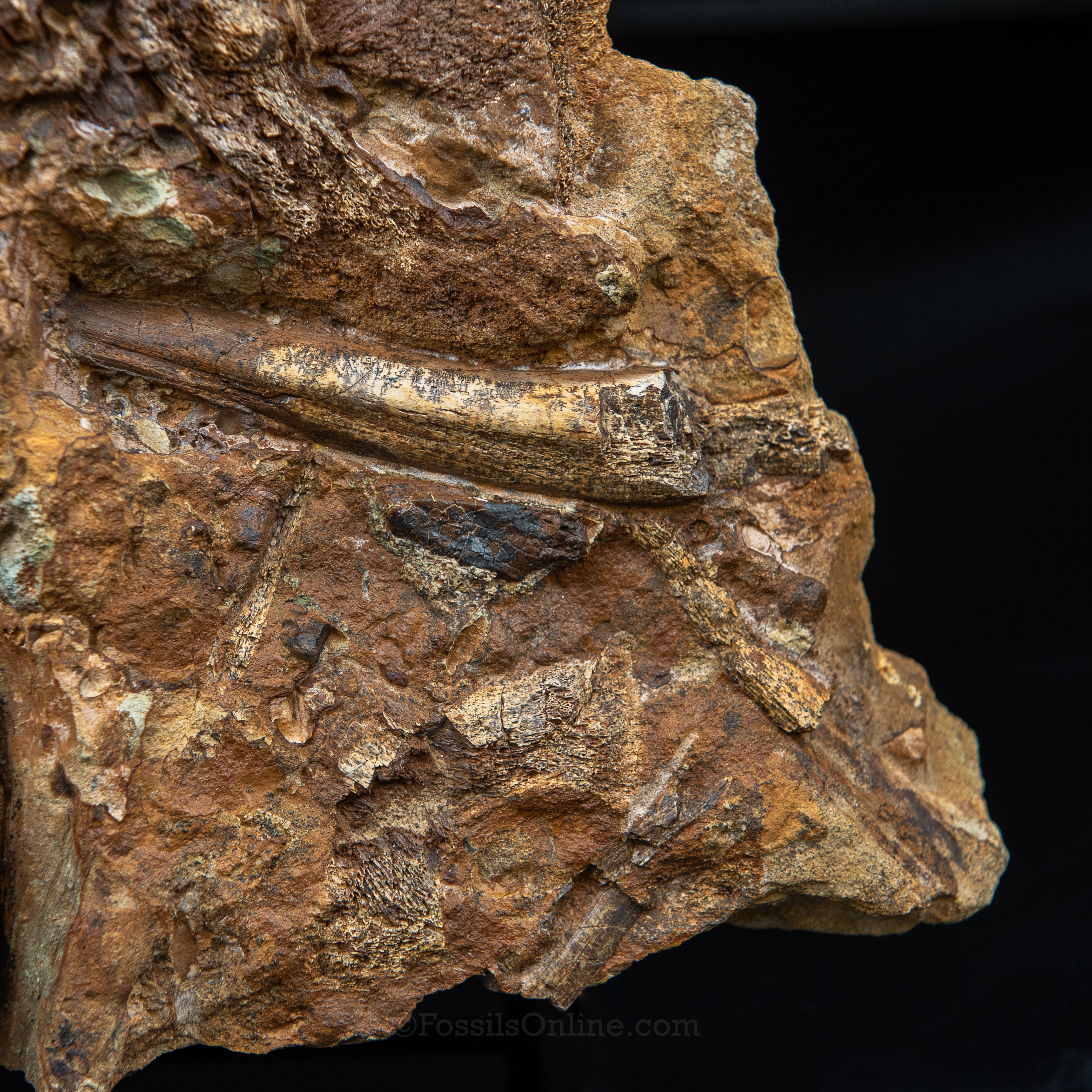 Nanotyrannus tooth, Edmontosaurus Teeth, Tendons and Bones  in Sandstone Matrix- Wyoming