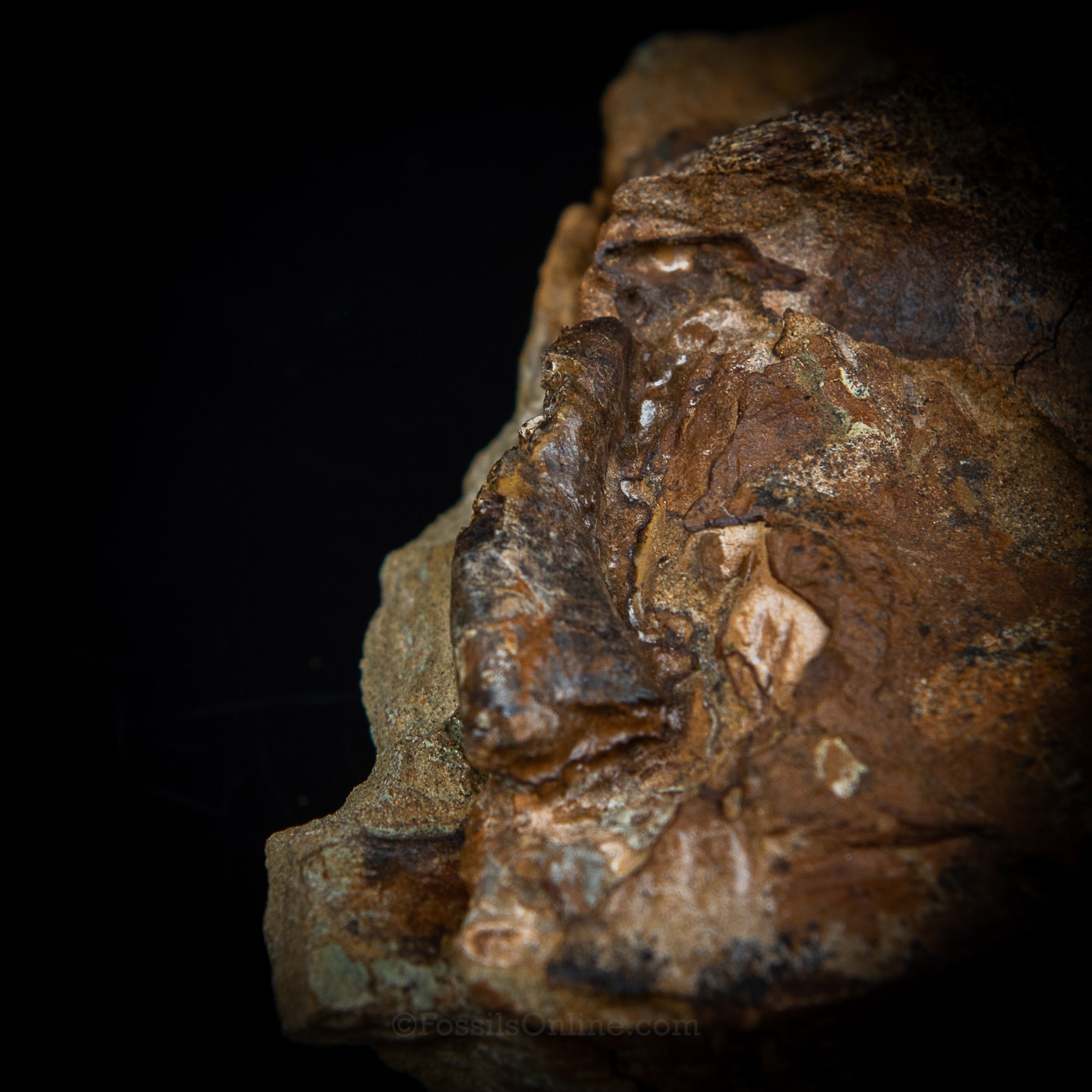 Nanotyrannus tooth, Edmontosaurus Teeth, Tendons and Bones  in Sandstone Matrix- Wyoming