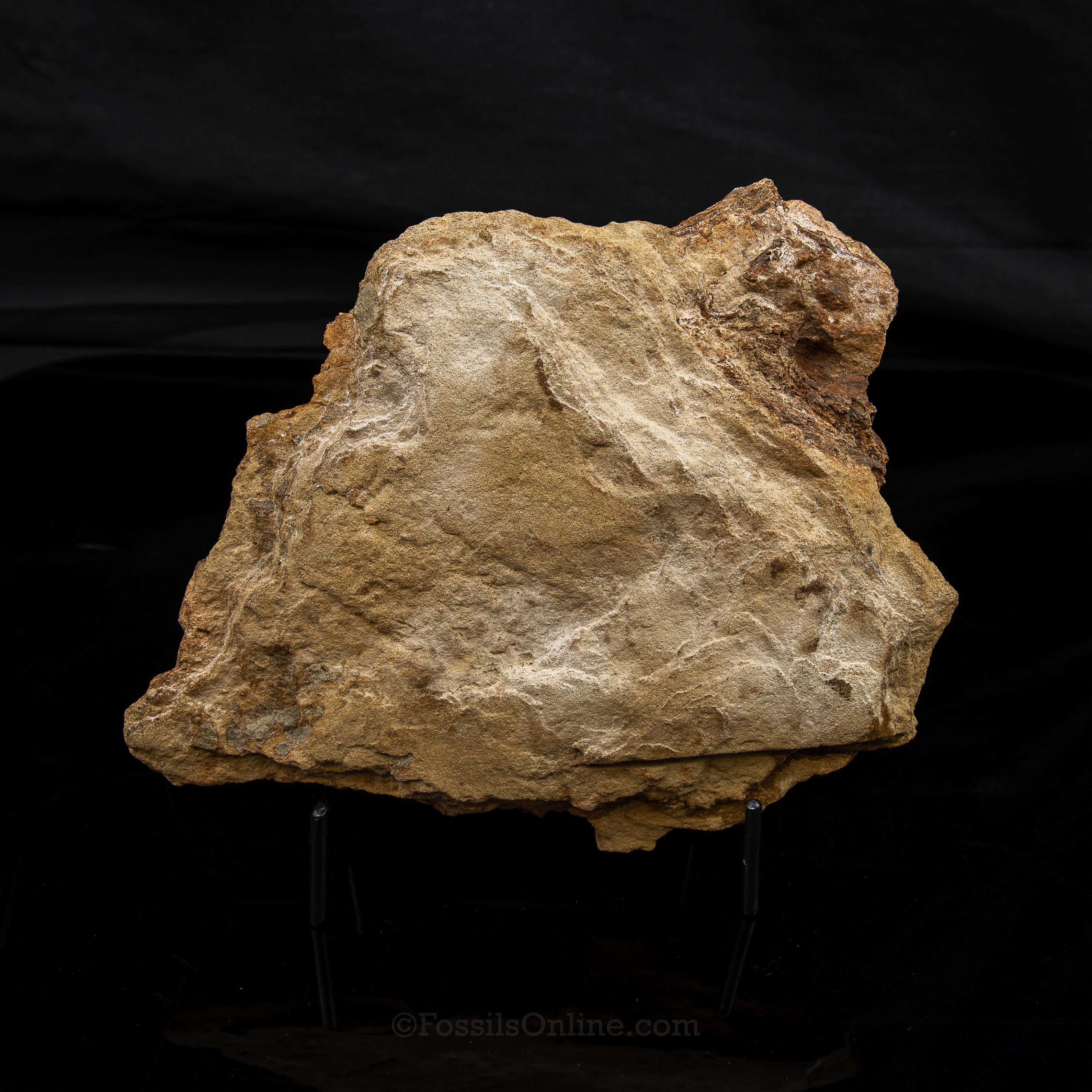Nanotyrannus tooth, Edmontosaurus Teeth, Tendons and Bones  in Sandstone Matrix- Wyoming