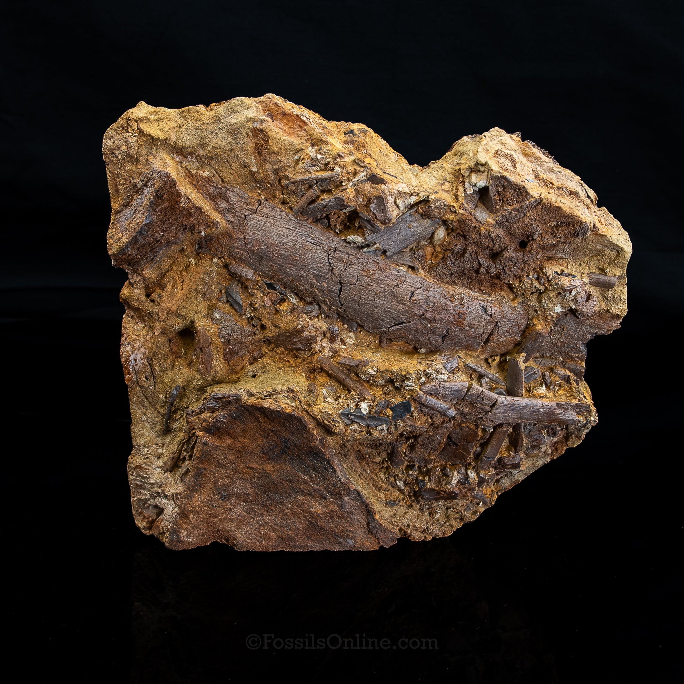 Edmontosaurus vertebra, Teeth Tendons and Bones in Sandstone Matrix- Wyoming
