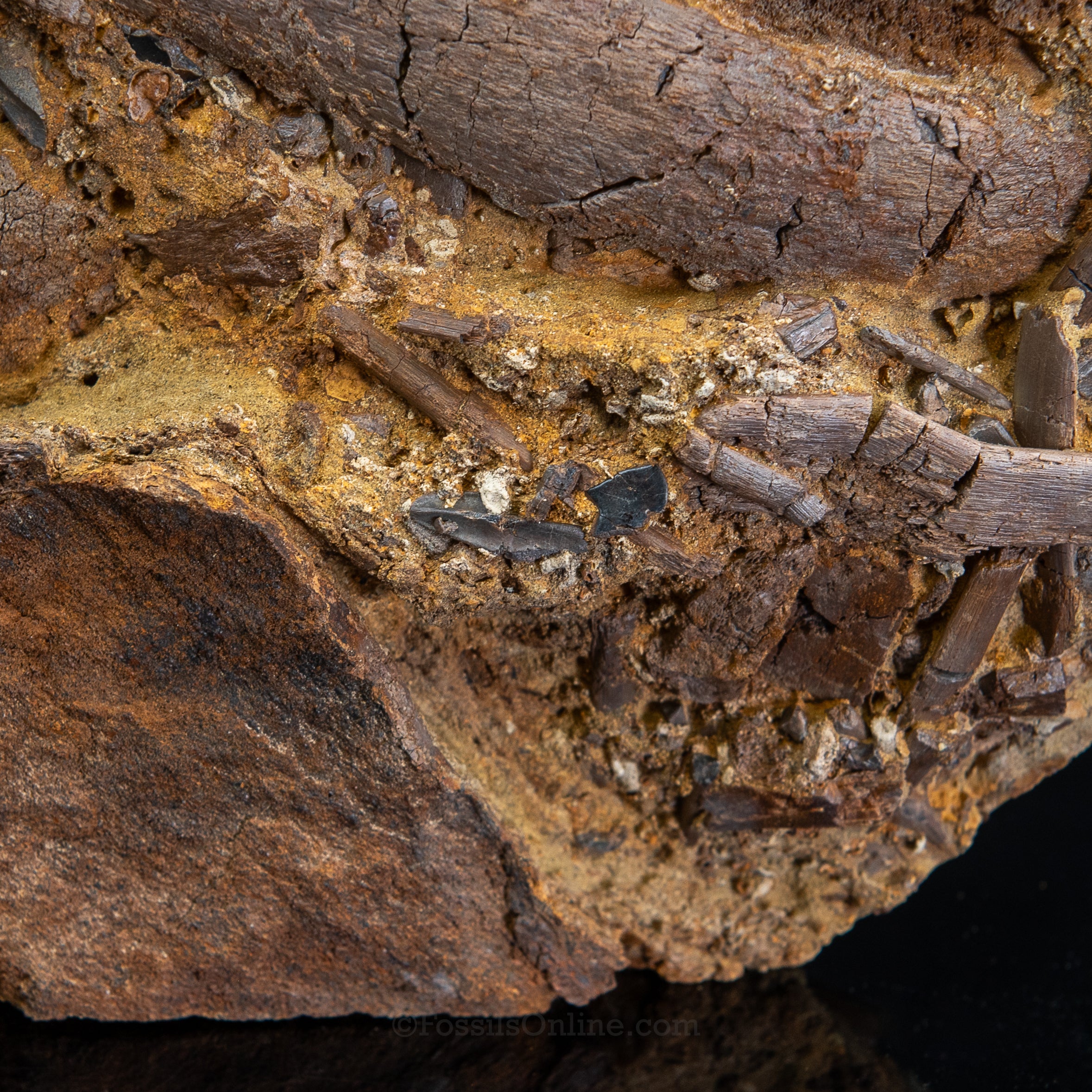 Edmontosaurus vertebra, Teeth Tendons and Bones in Sandstone Matrix- Wyoming