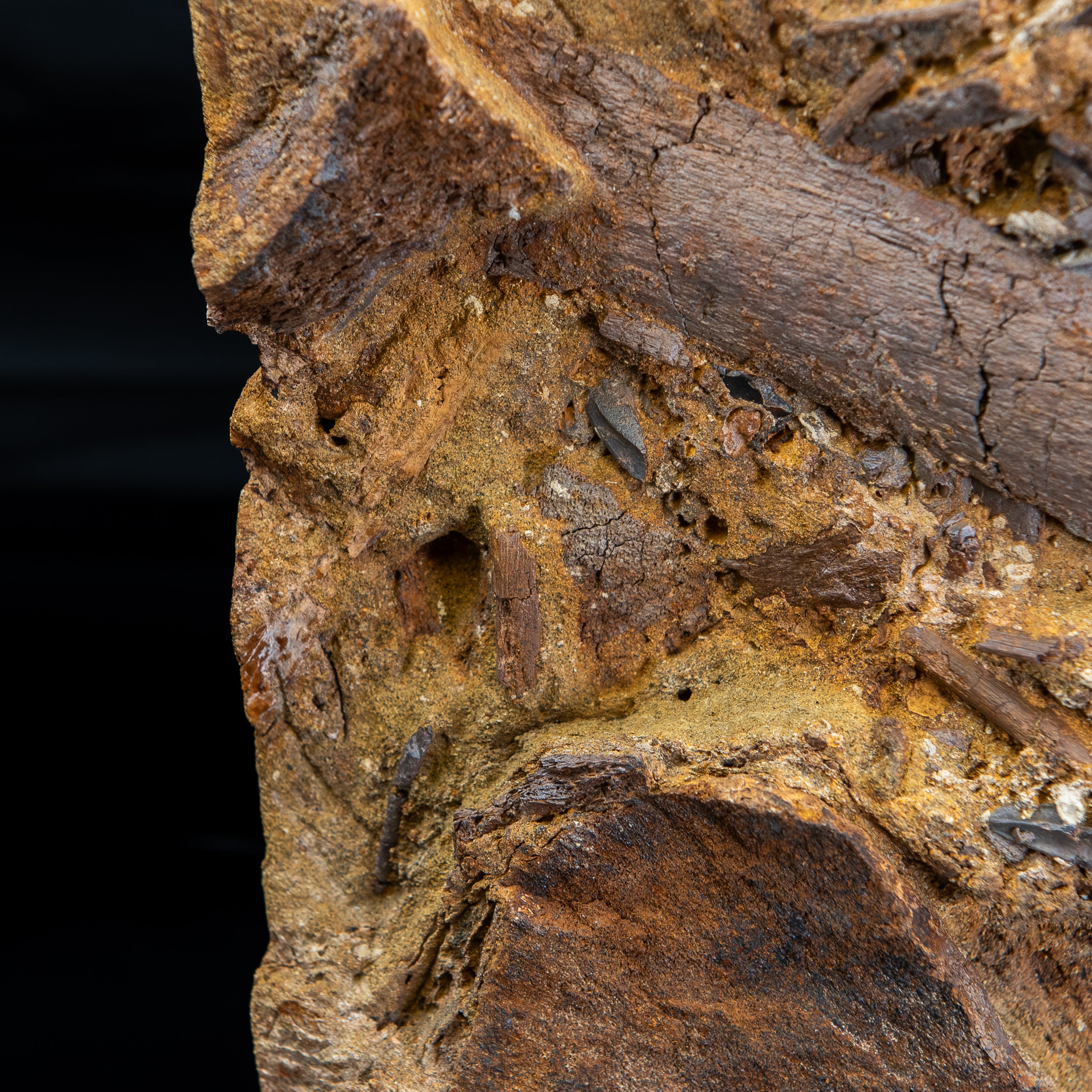 Edmontosaurus vertebra, Teeth Tendons and Bones in Sandstone Matrix- Wyoming