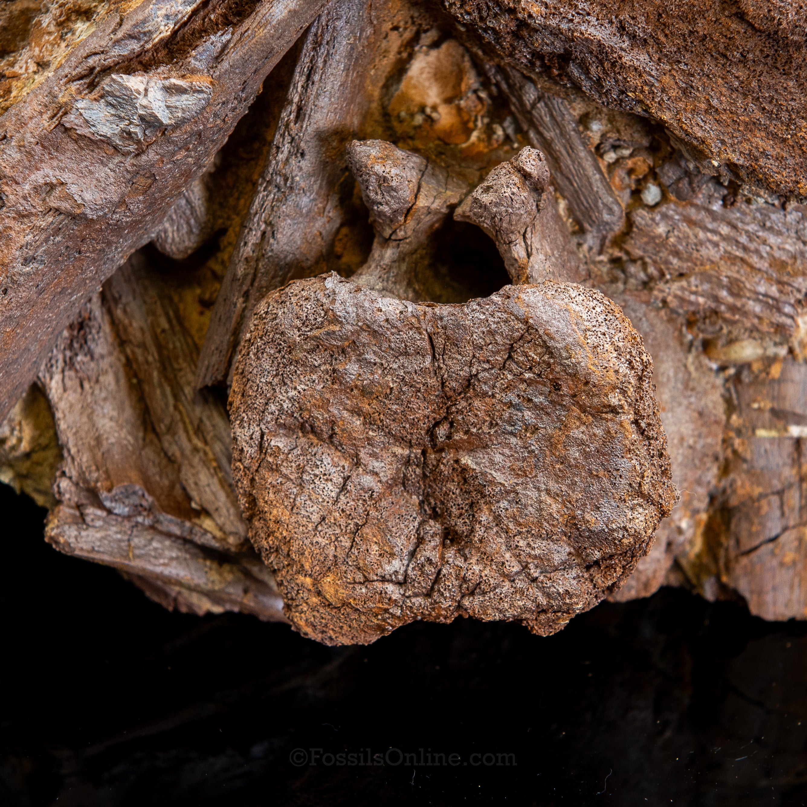 Edmontosaurus vertebra, Teeth Tendons and Bones in Sandstone Matrix- Wyoming
