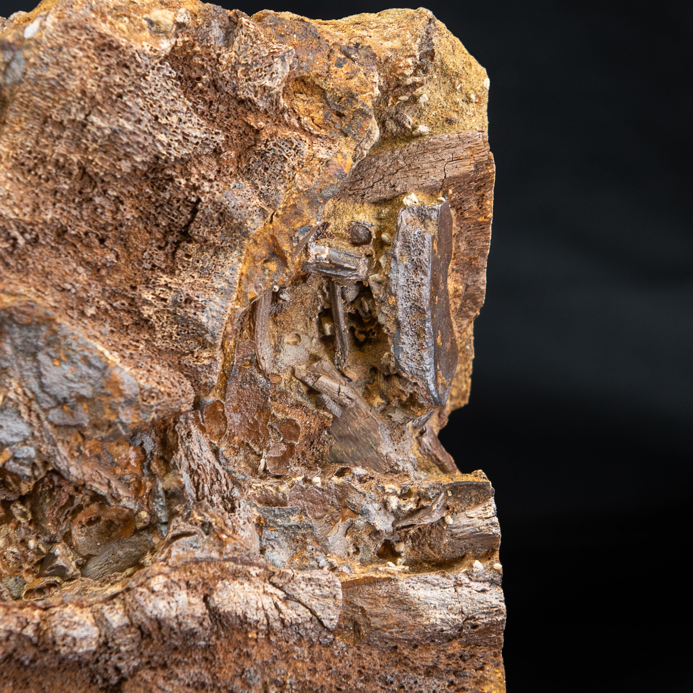 Edmontosaurus vertebra, Teeth Tendons and Bones in Sandstone Matrix- Wyoming