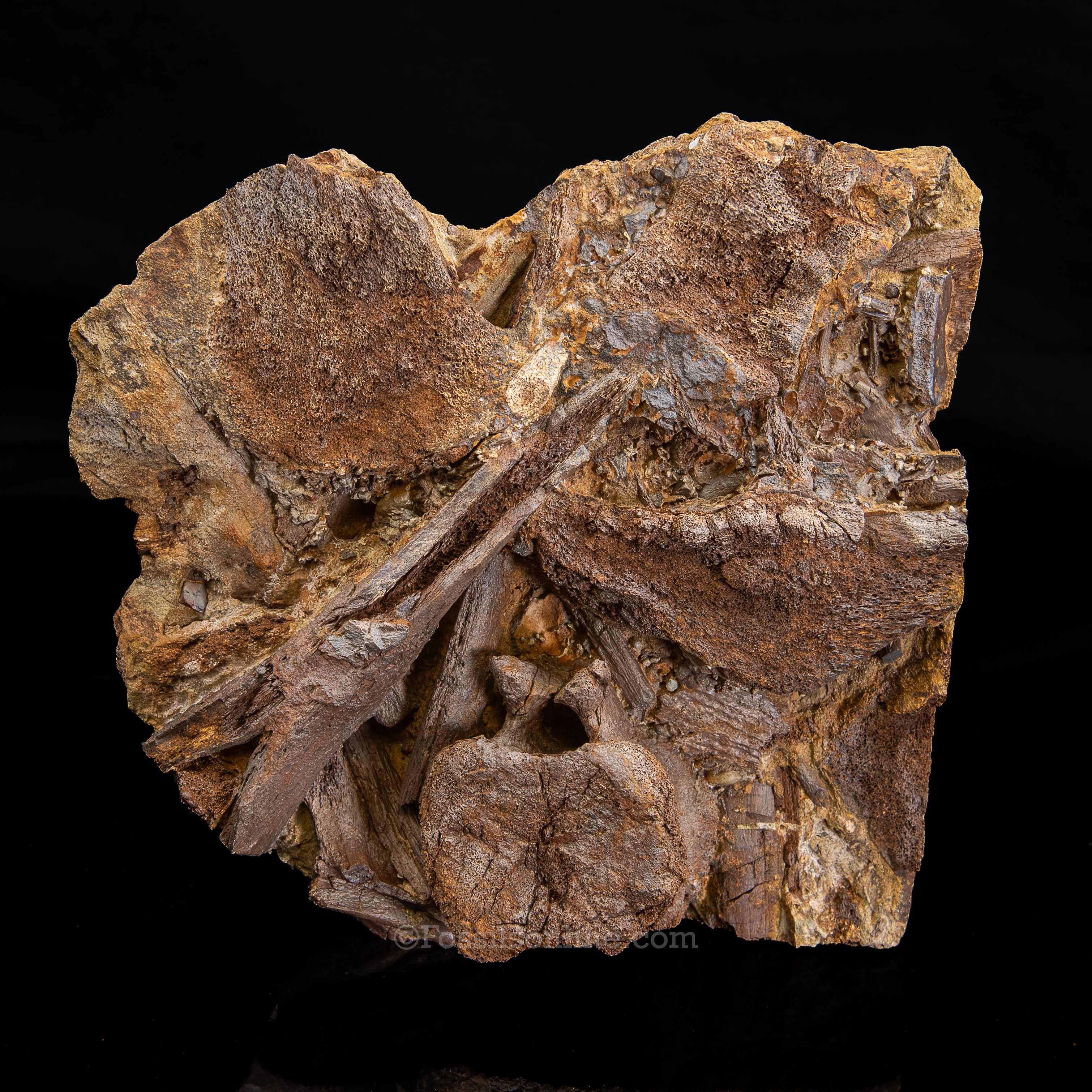Edmontosaurus vertebra, Teeth Tendons and Bones in Sandstone Matrix- Wyoming