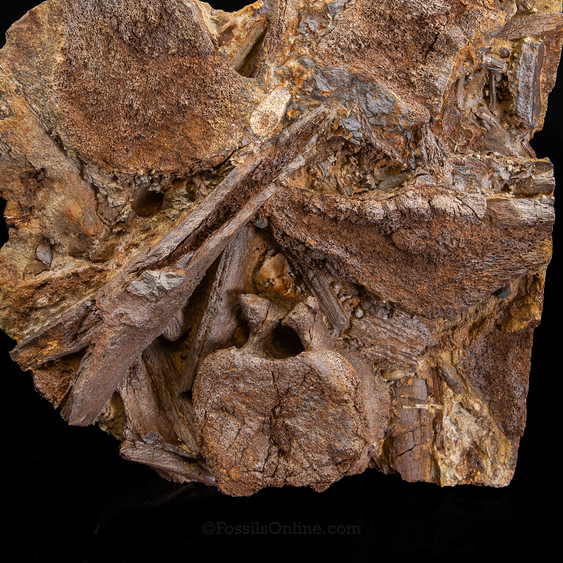 Edmontosaurus vertebra, Teeth Tendons and Bones in Sandstone Matrix- Wyoming