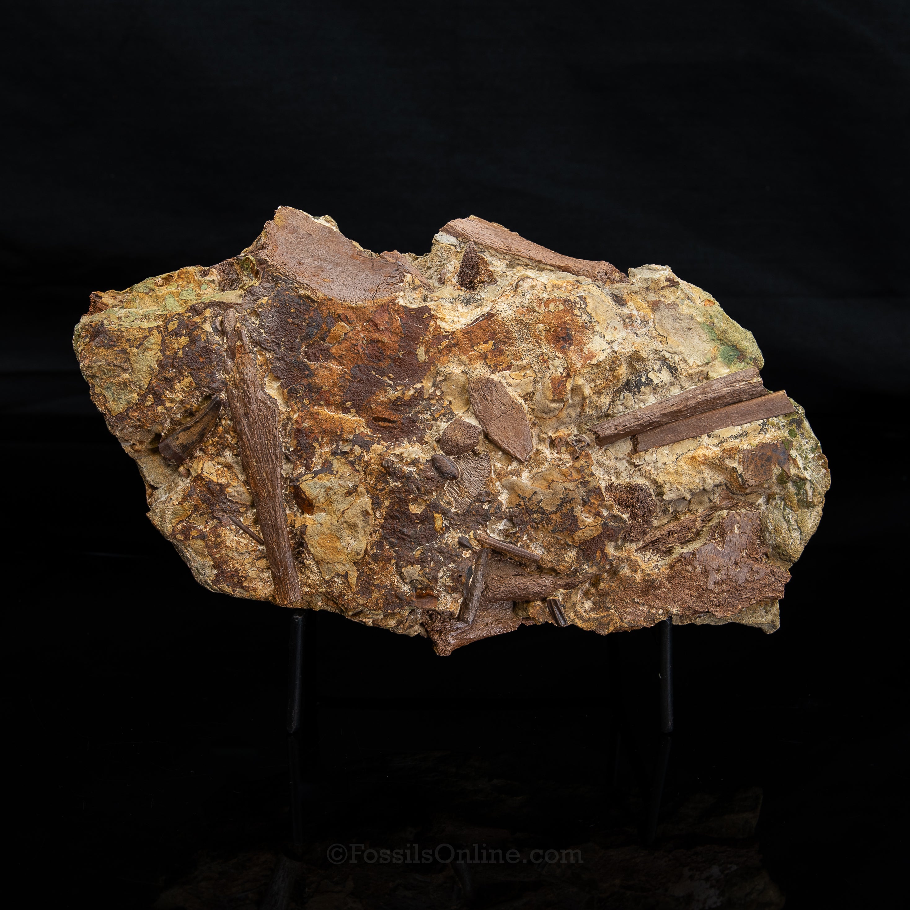 Tyrannosaurus rex tooth, Edmontosaurus Teeth, Tendons and Bones in Sandstone Matrix- Wyoming
