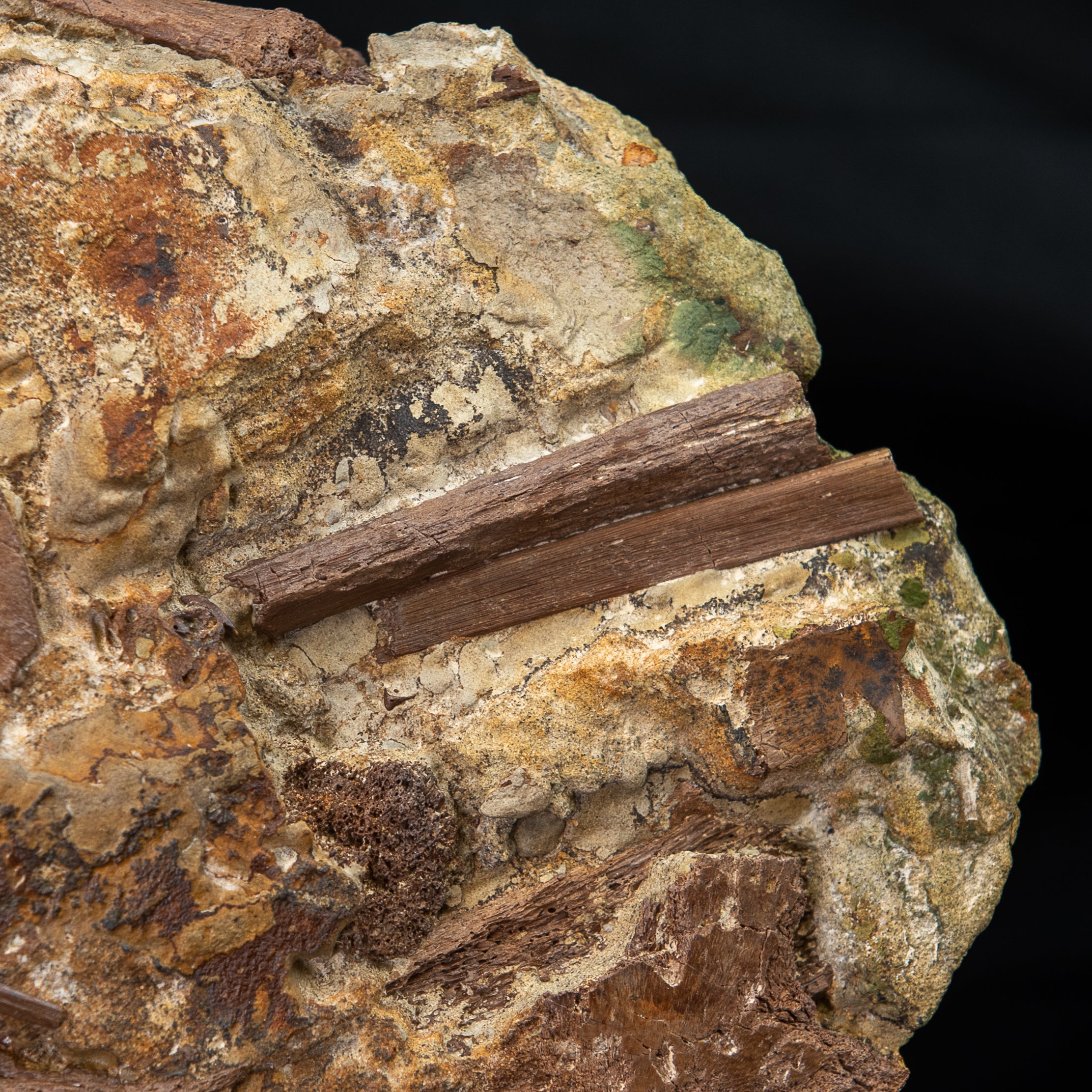 Tyrannosaurus rex tooth, Edmontosaurus Teeth, Tendons and Bones in Sandstone Matrix- Wyoming