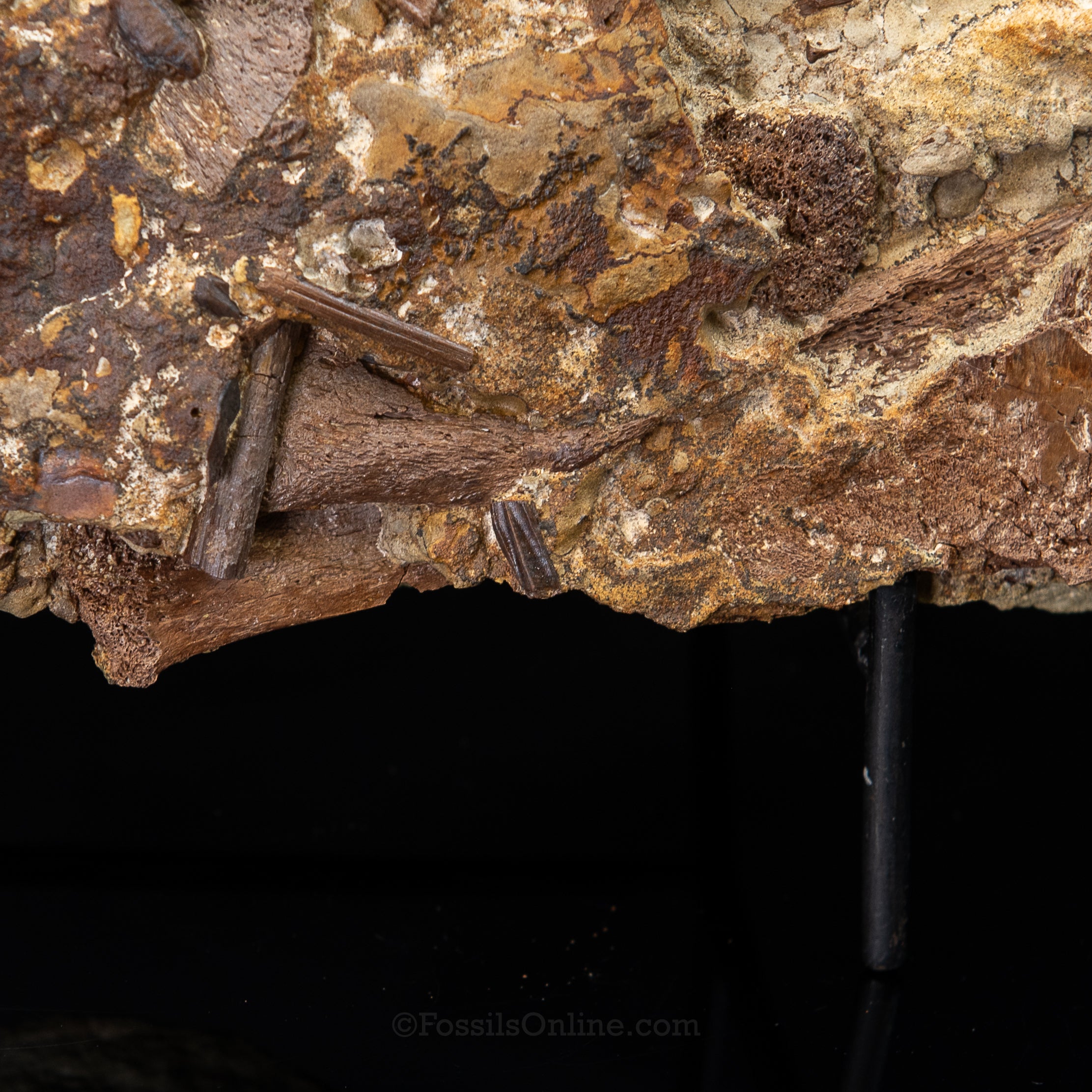 Tyrannosaurus rex tooth, Edmontosaurus Teeth, Tendons and Bones in Sandstone Matrix- Wyoming