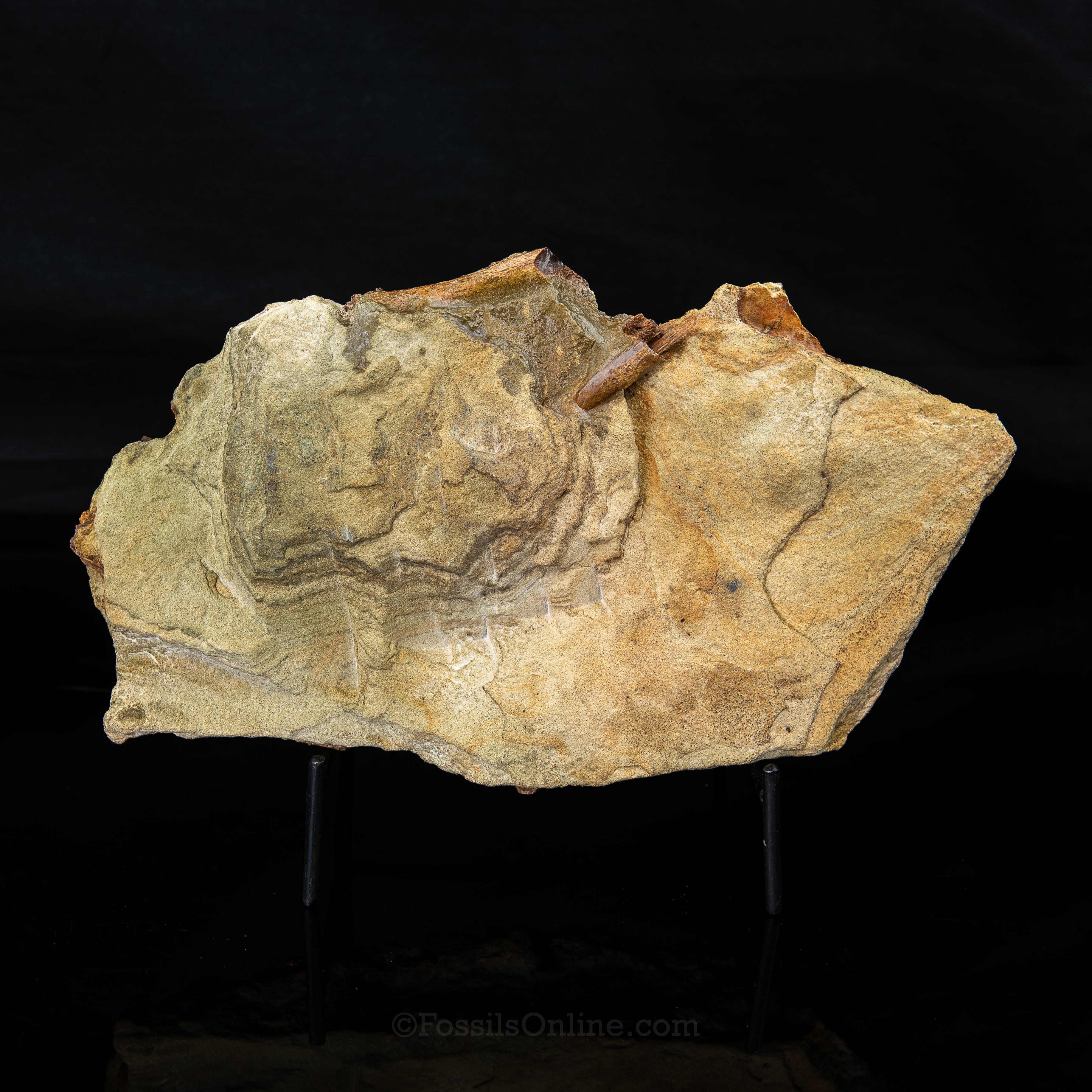Tyrannosaurus rex tooth, Edmontosaurus Teeth, Tendons and Bones in Sandstone Matrix- Wyoming