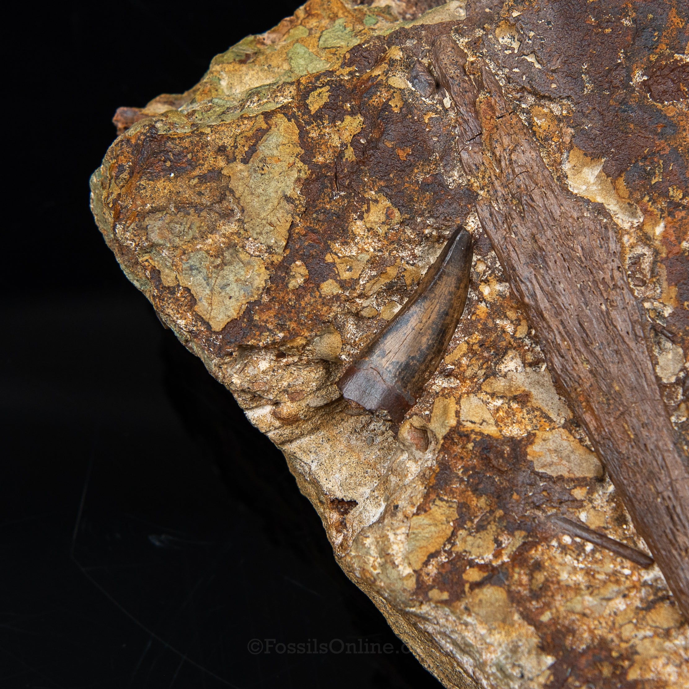Tyrannosaurus rex tooth, Edmontosaurus Teeth, Tendons and Bones in Sandstone Matrix- Wyoming