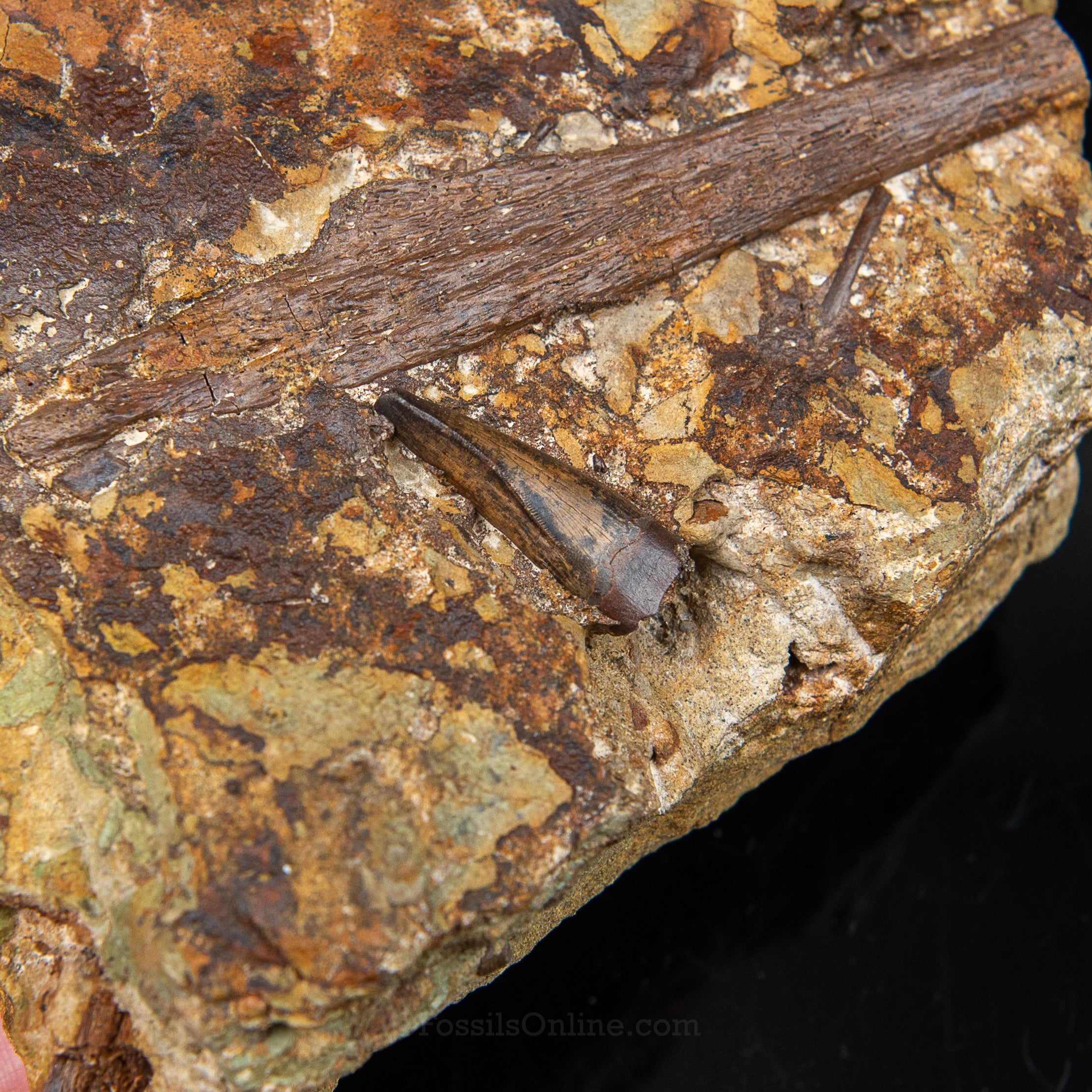 Tyrannosaurus rex tooth, Edmontosaurus Teeth, Tendons and Bones in Sandstone Matrix- Wyoming