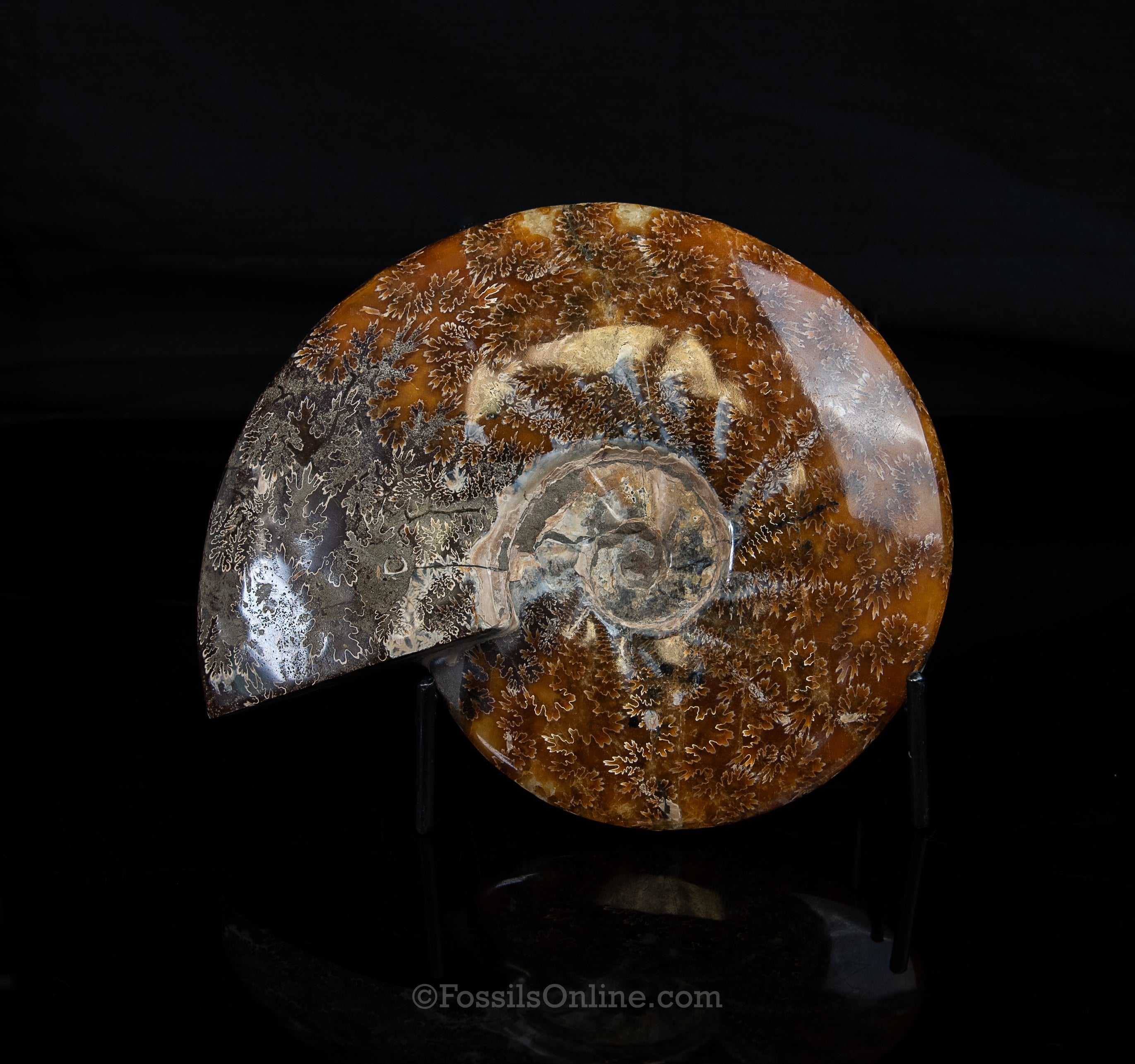 8" Madagascar Ammonite