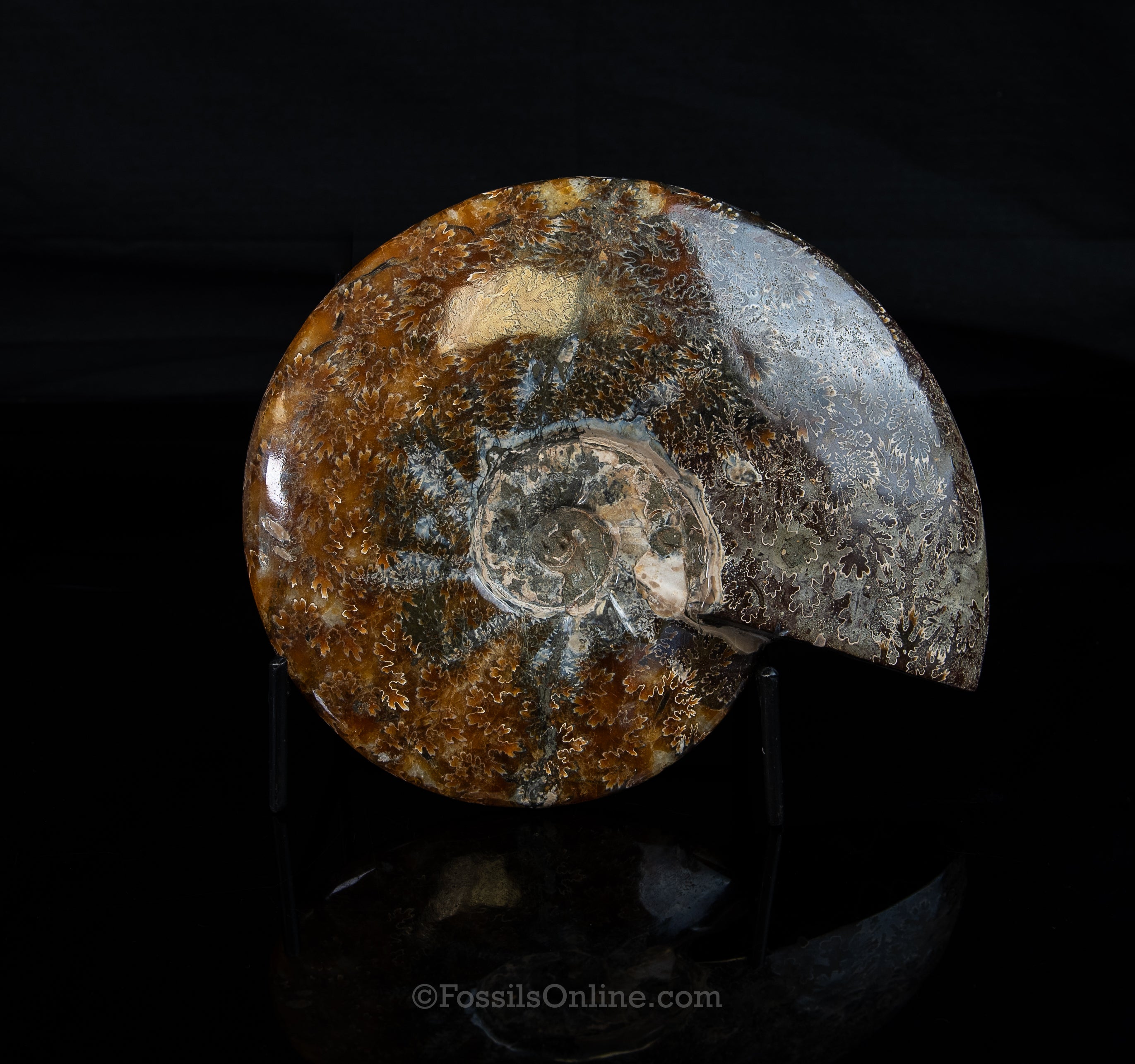 8" Madagascar Ammonite