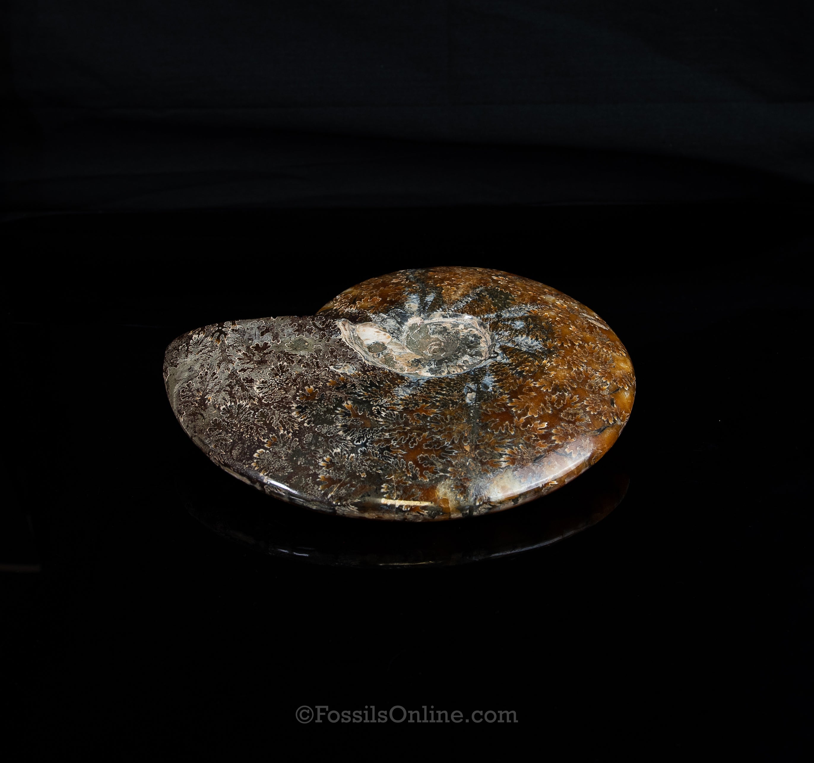 8" Madagascar Ammonite