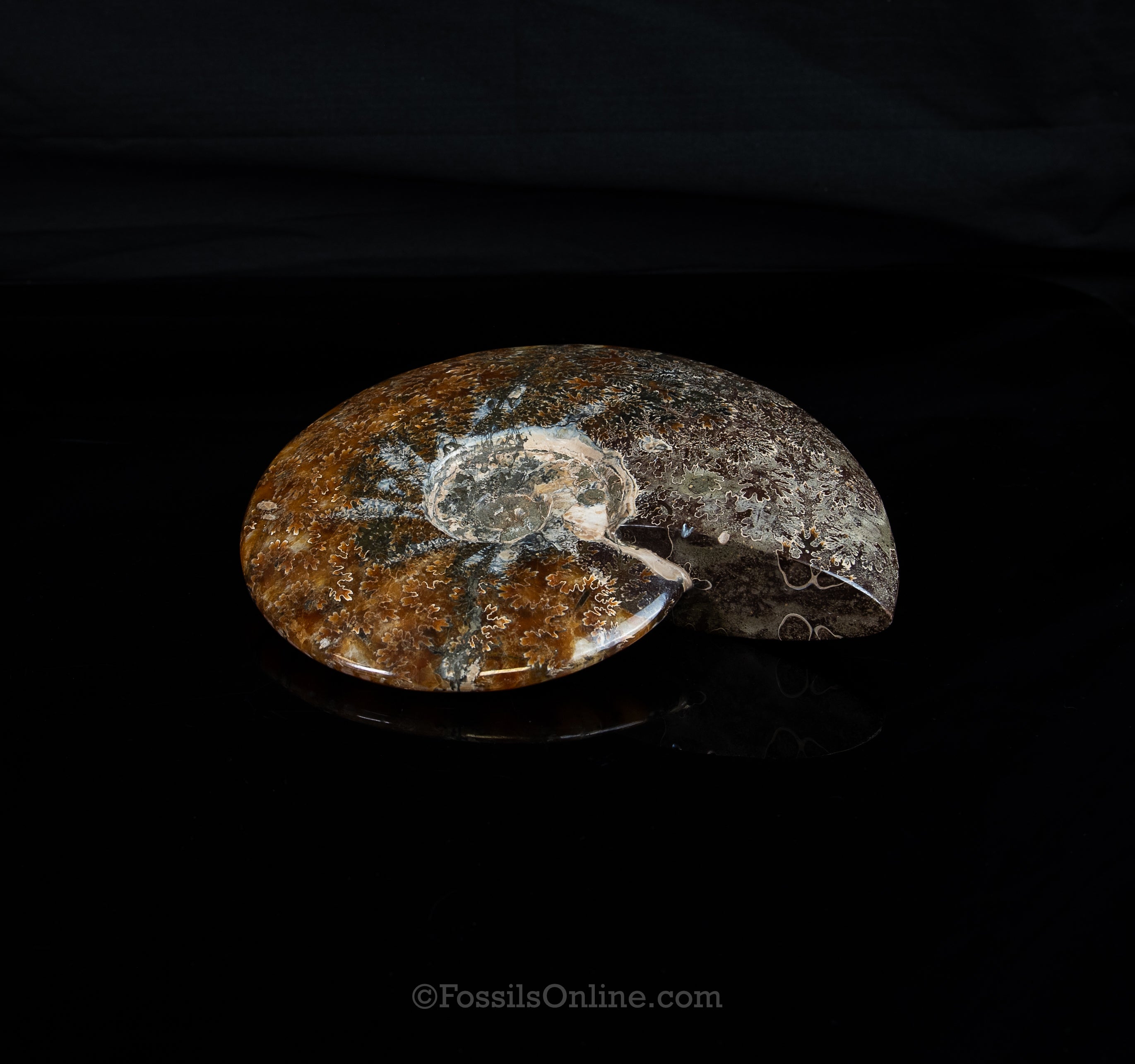 8" Madagascar Ammonite