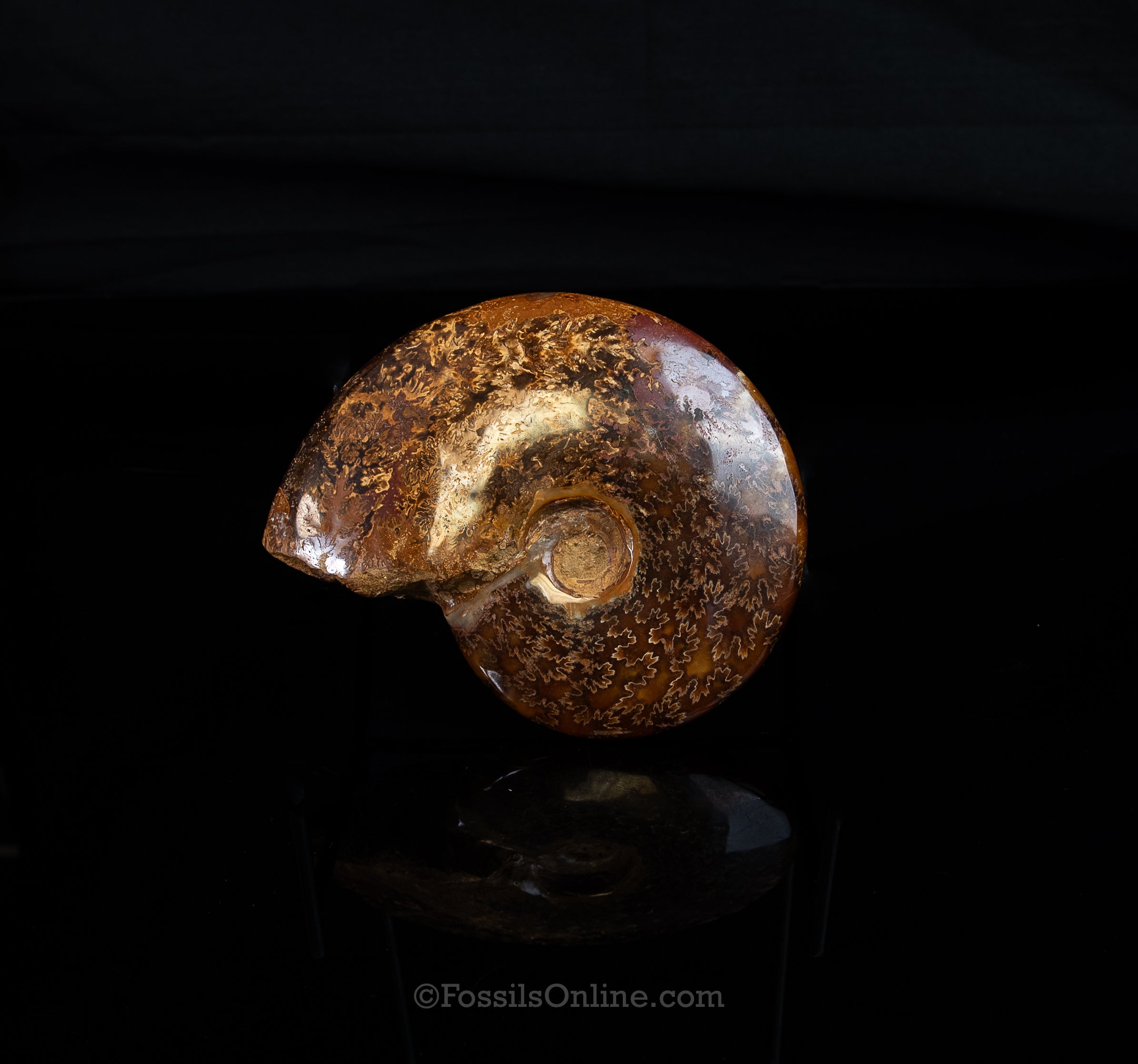 5.5" Madagascar Ammonite