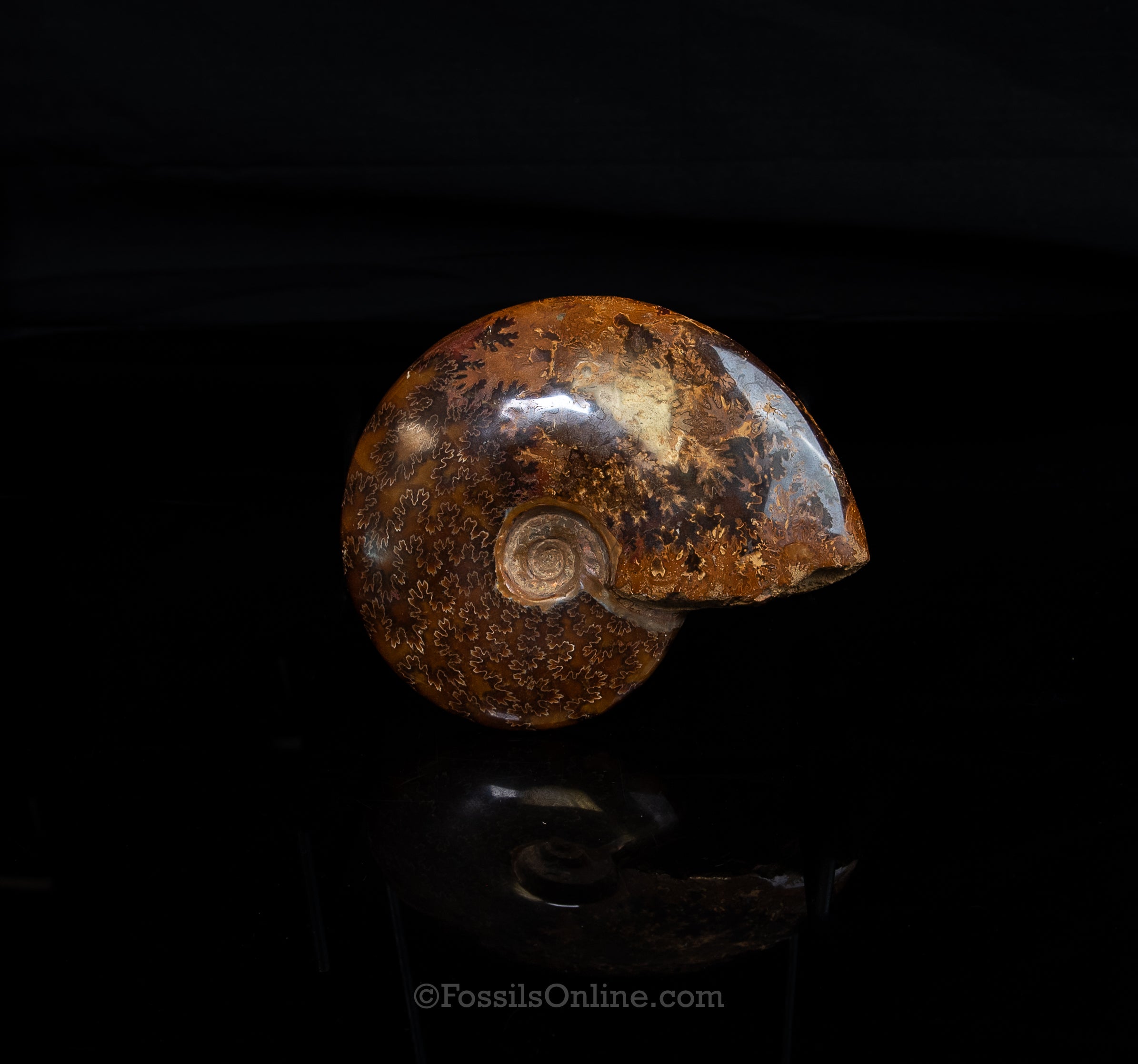 5.5" Madagascar Ammonite