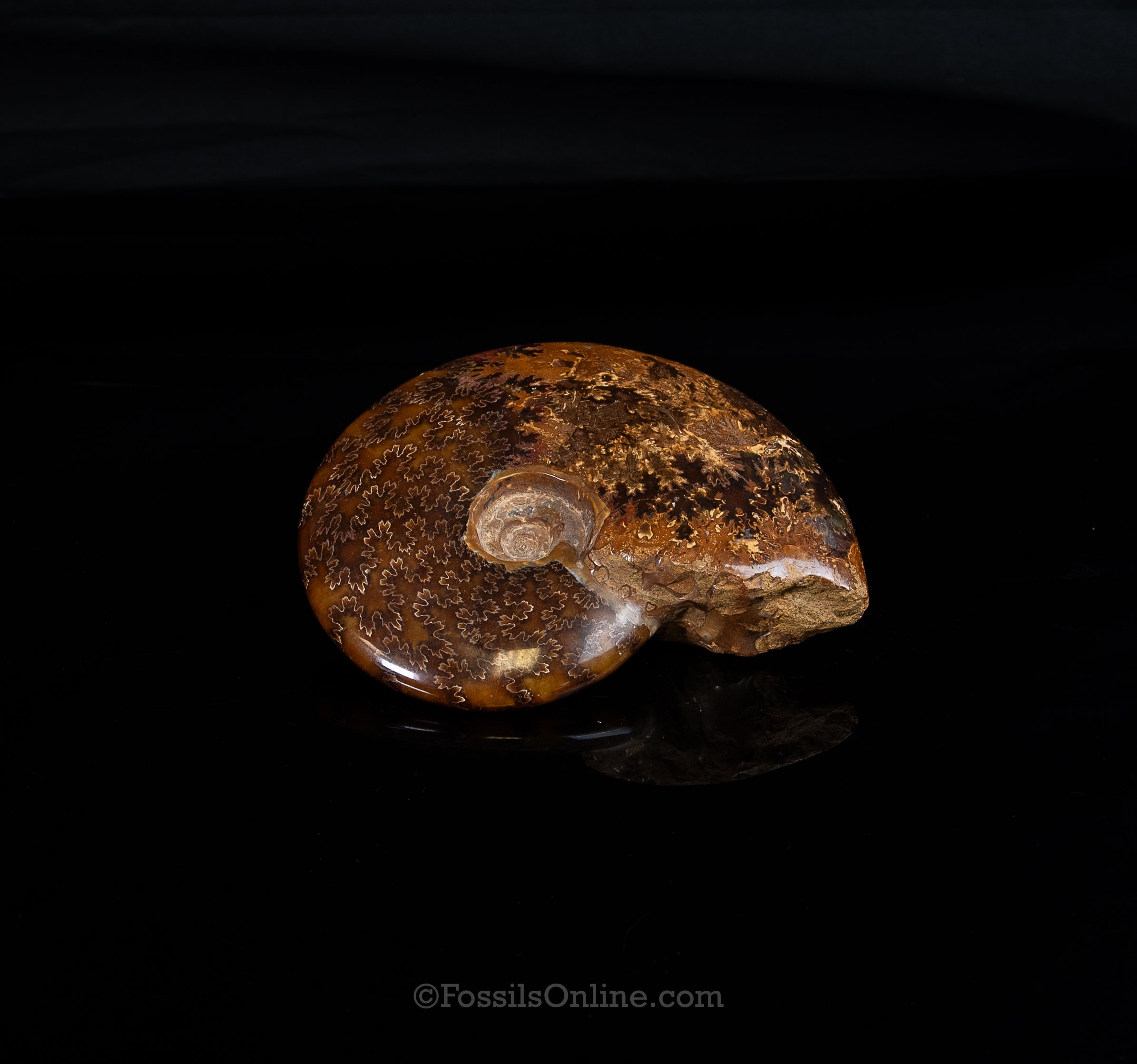 5.5" Madagascar Ammonite