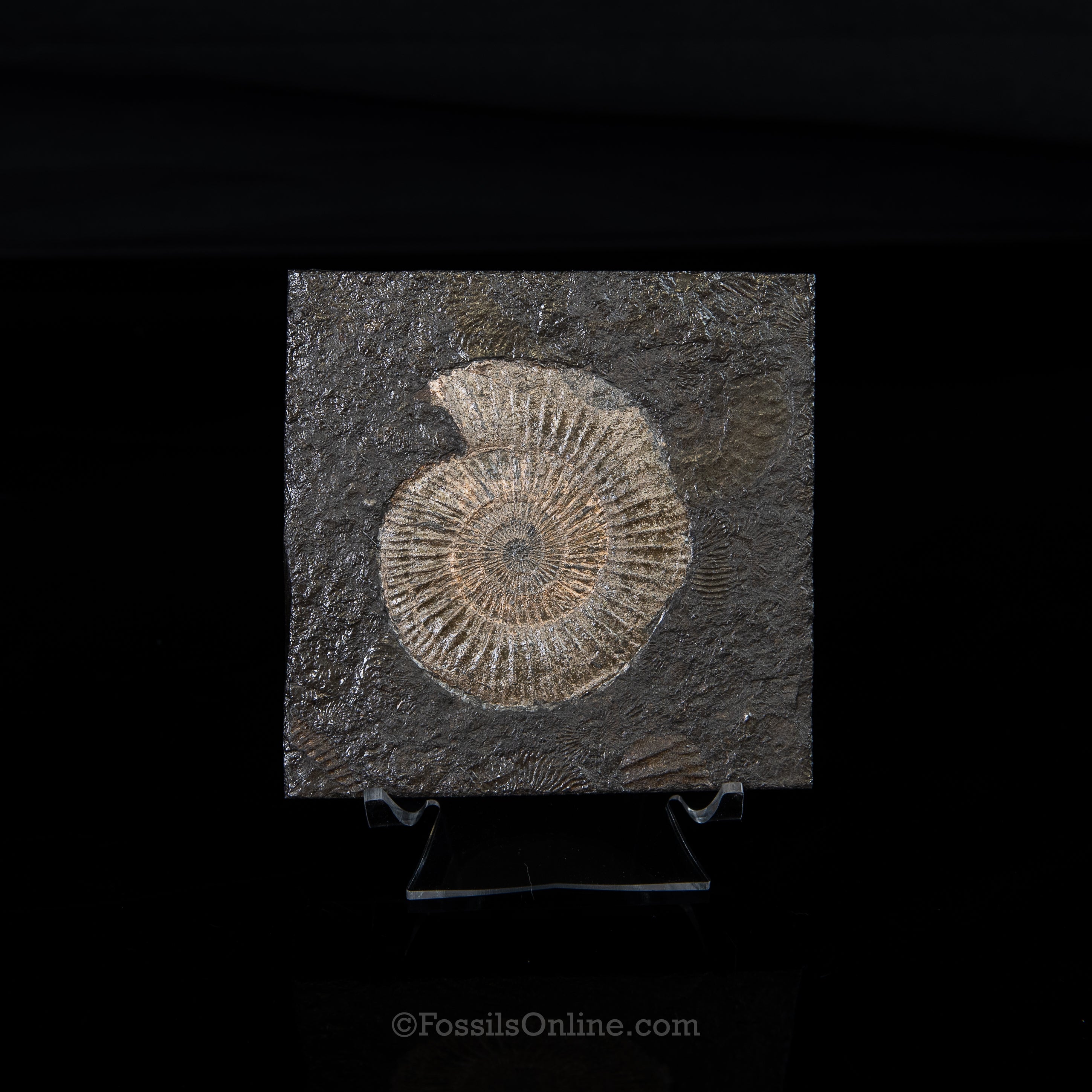 Holzmaden Ammonite Jurassic Germany