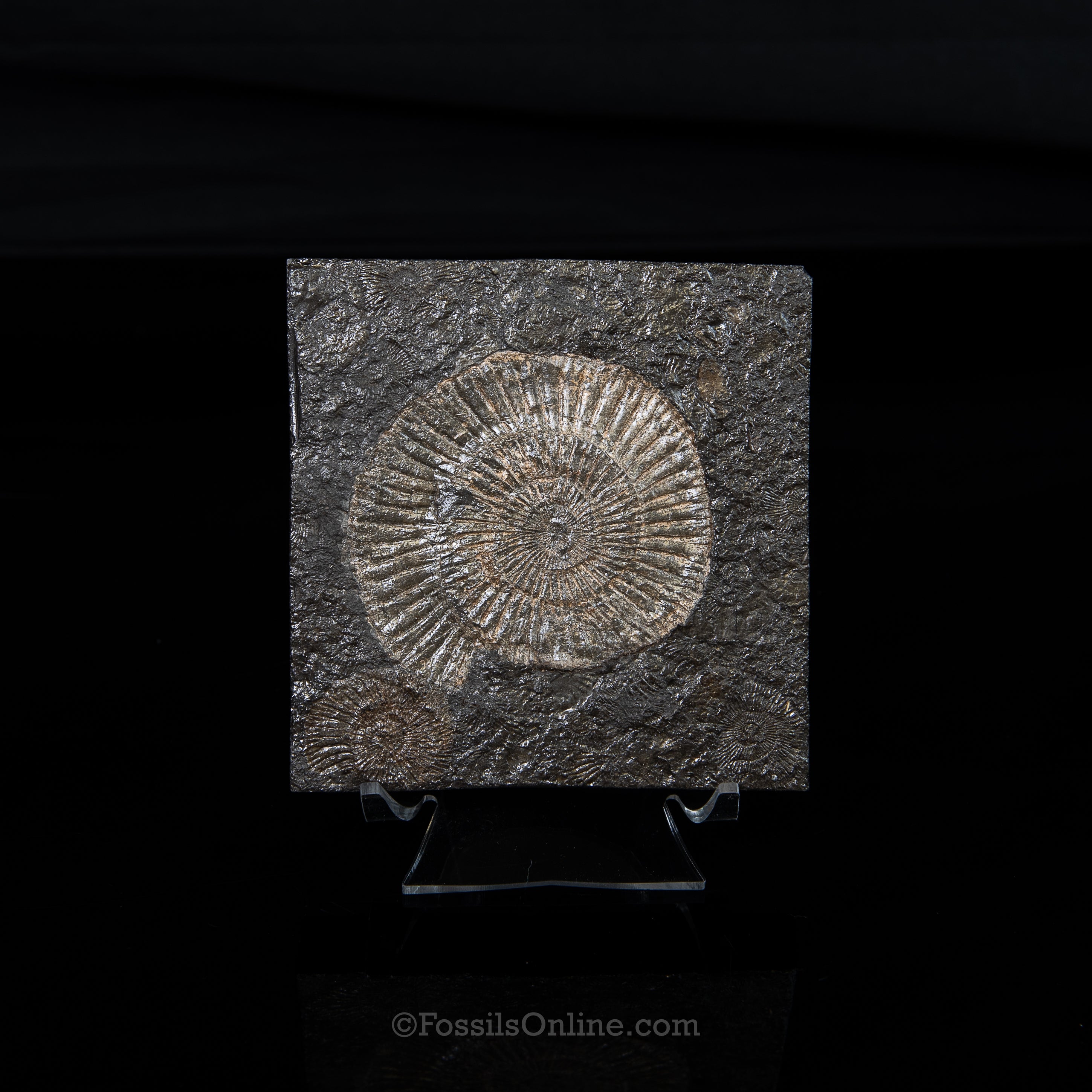Holzmaden Ammonite Jurassic Germany